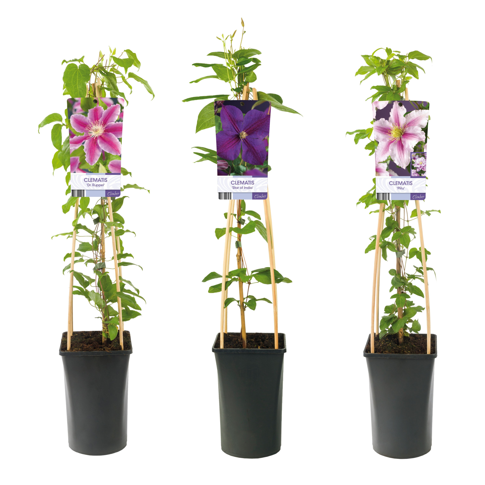 Mixshelf Clematis double colored +light label, D 17 cm