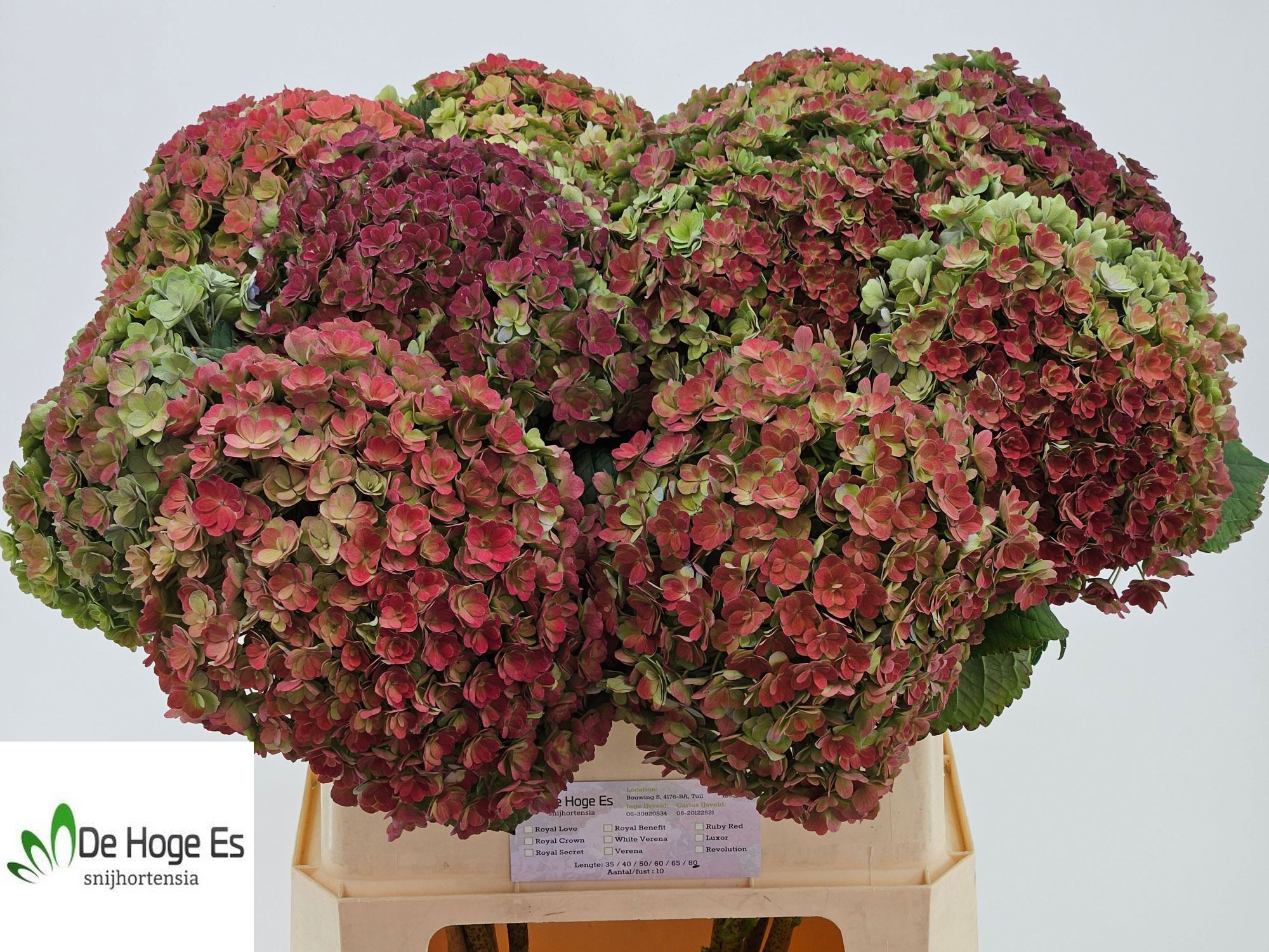 Гортензия Люксор Классик 80, шт.