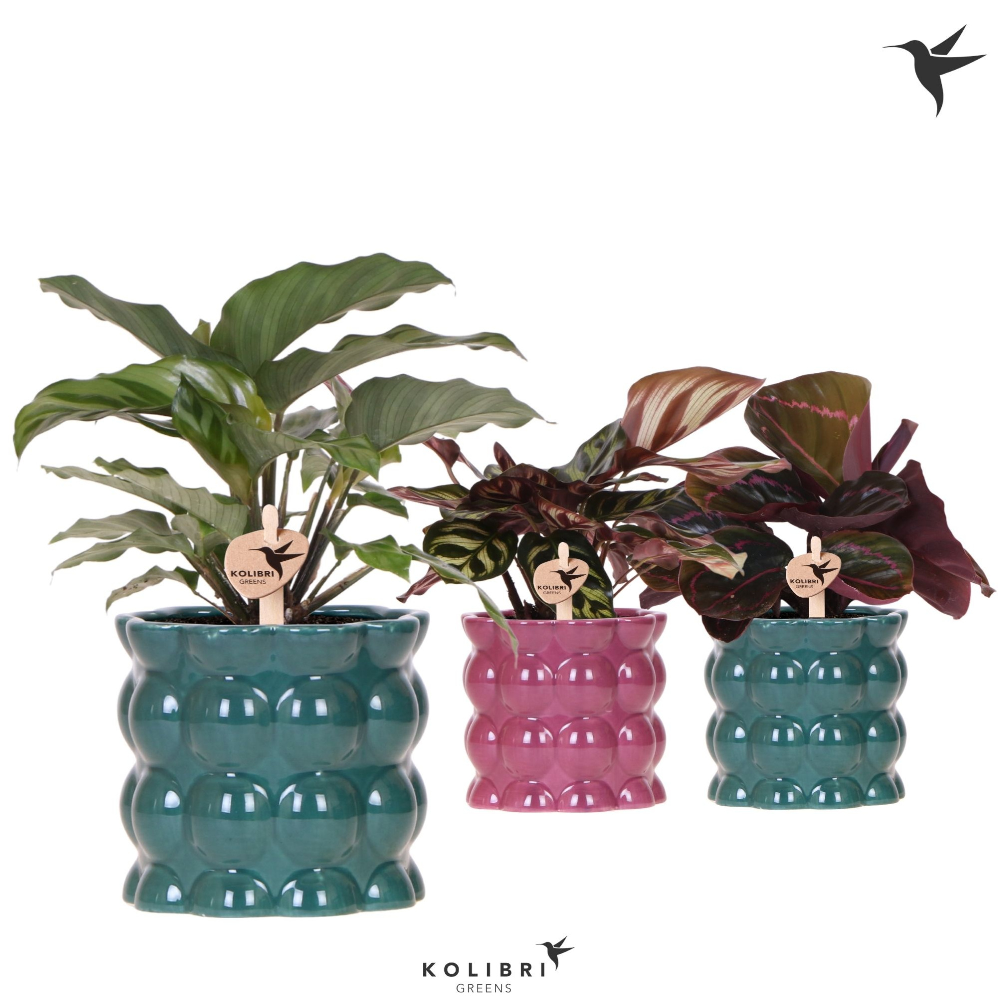 Kolibri Greens Calathea mix in Cotton pot green mix, D 9 cm