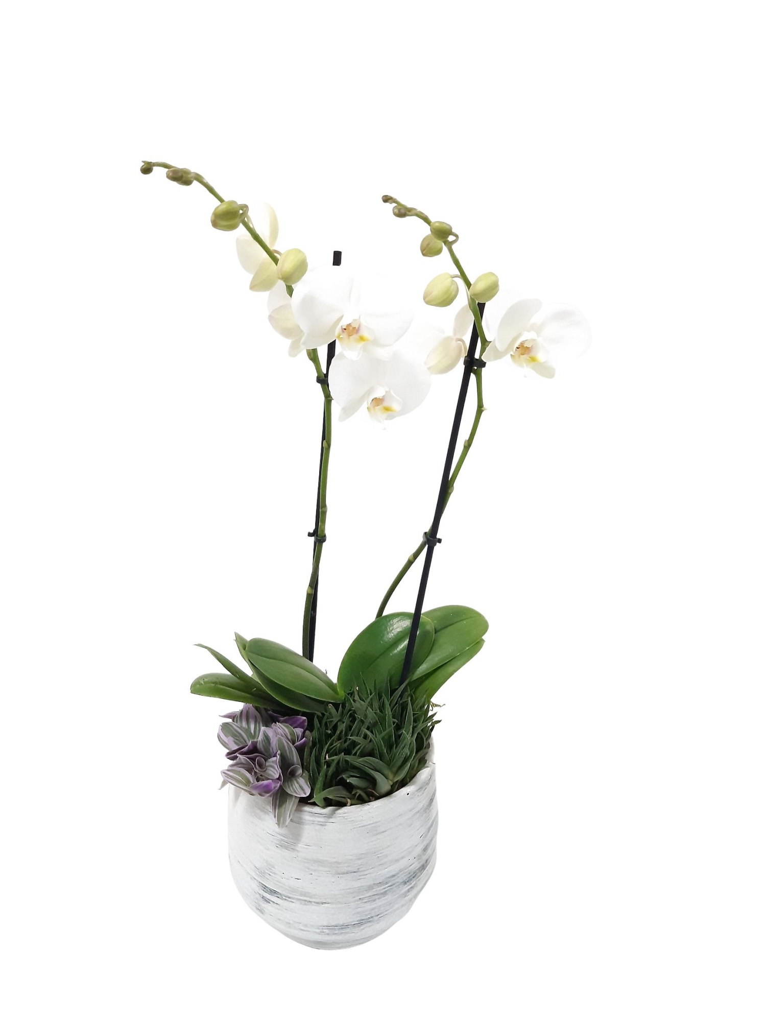 VPR18PHW Vintage pot 18cm Phalaenopsis Succulentmix, D 17 cm