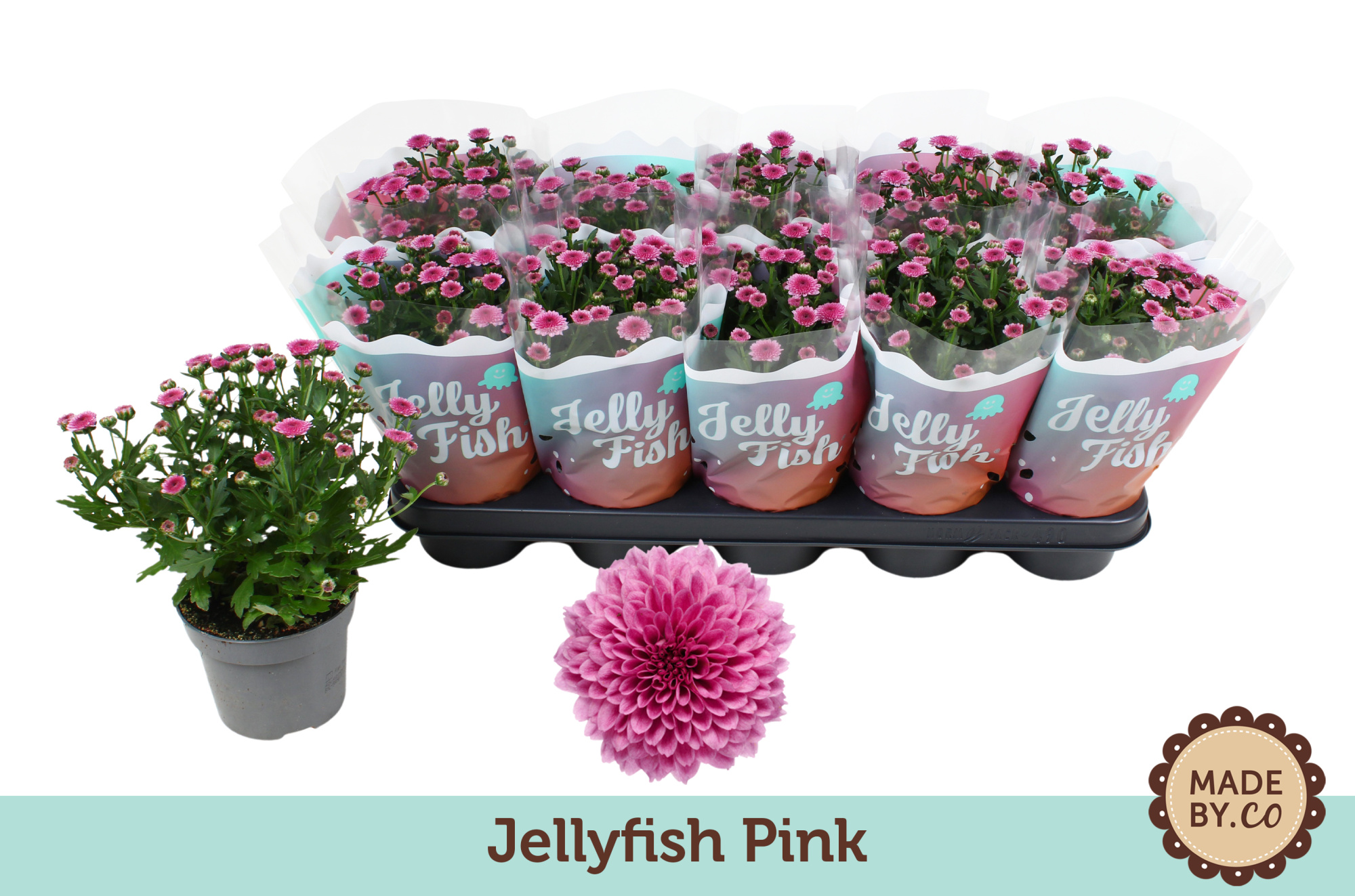 Chrysant Jellyfish Pink, D 12