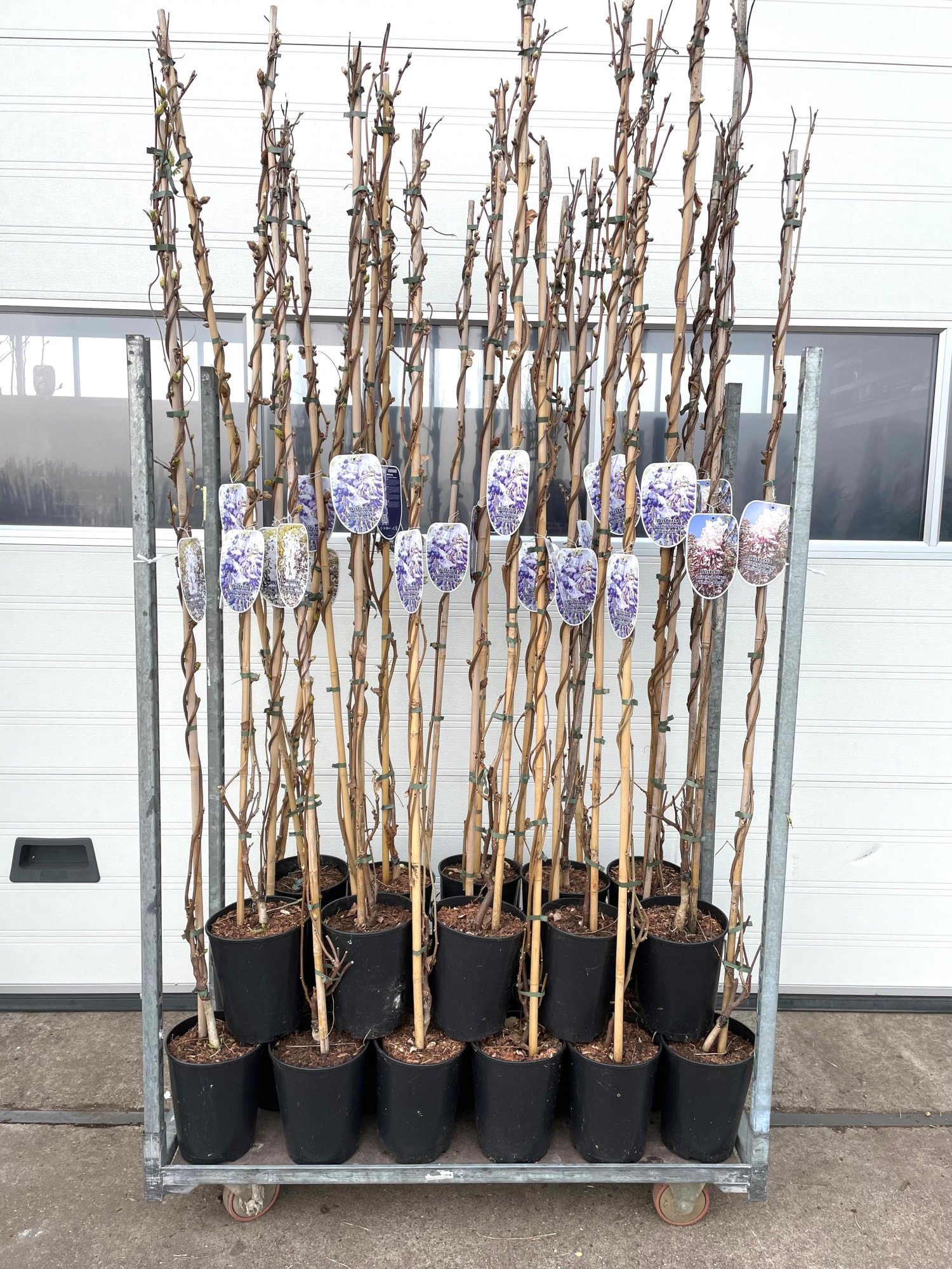 Wisteria br. 'Okayama', D 23