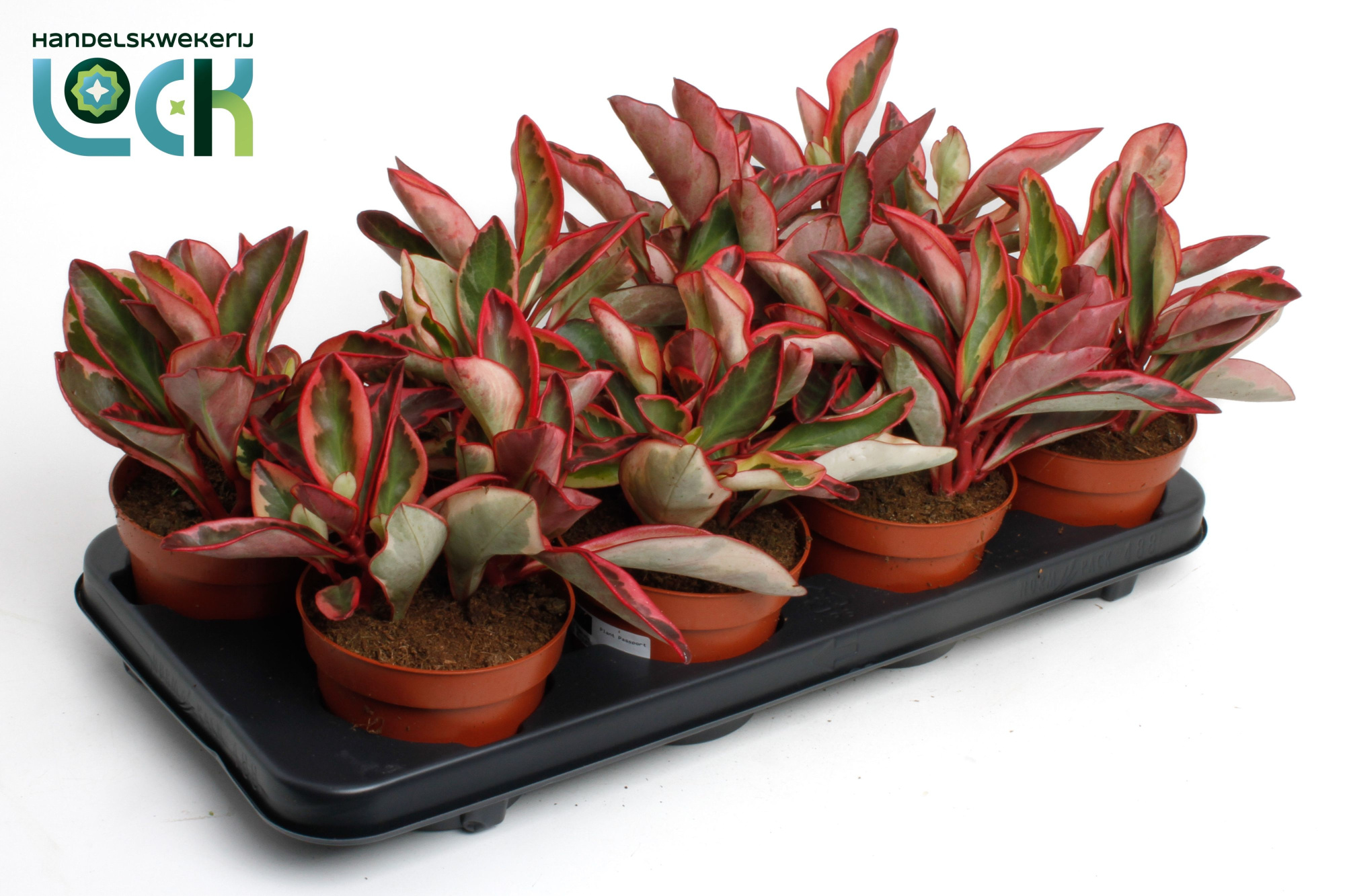 Peperomia clusiifolia 'Jellie, D 12 cm