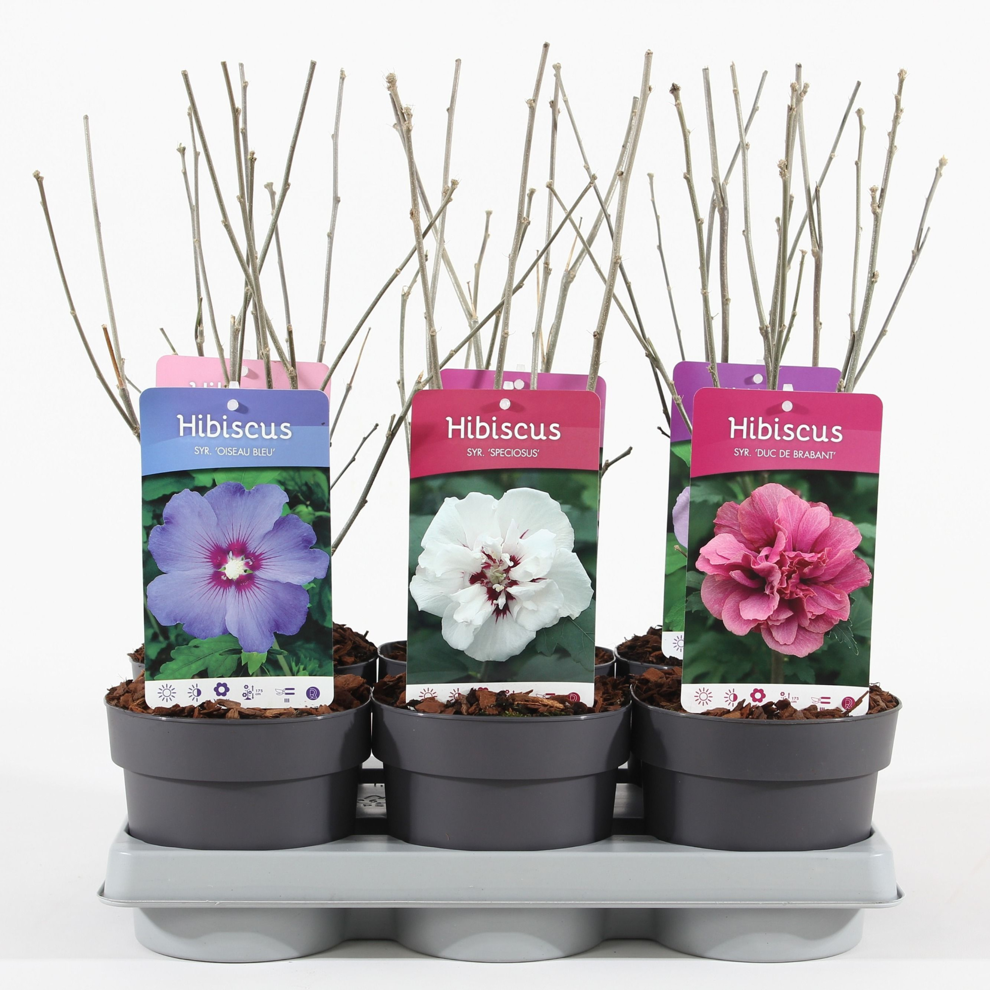 Hibiscus syr. mix P15, D 15