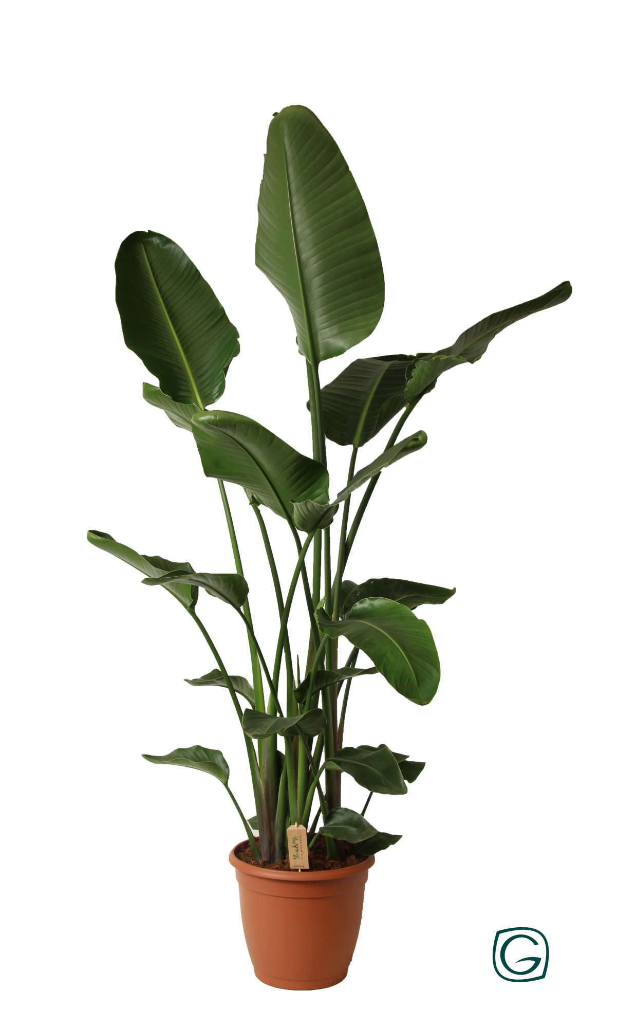 Strelitzia nicolai p36 XL, D 36