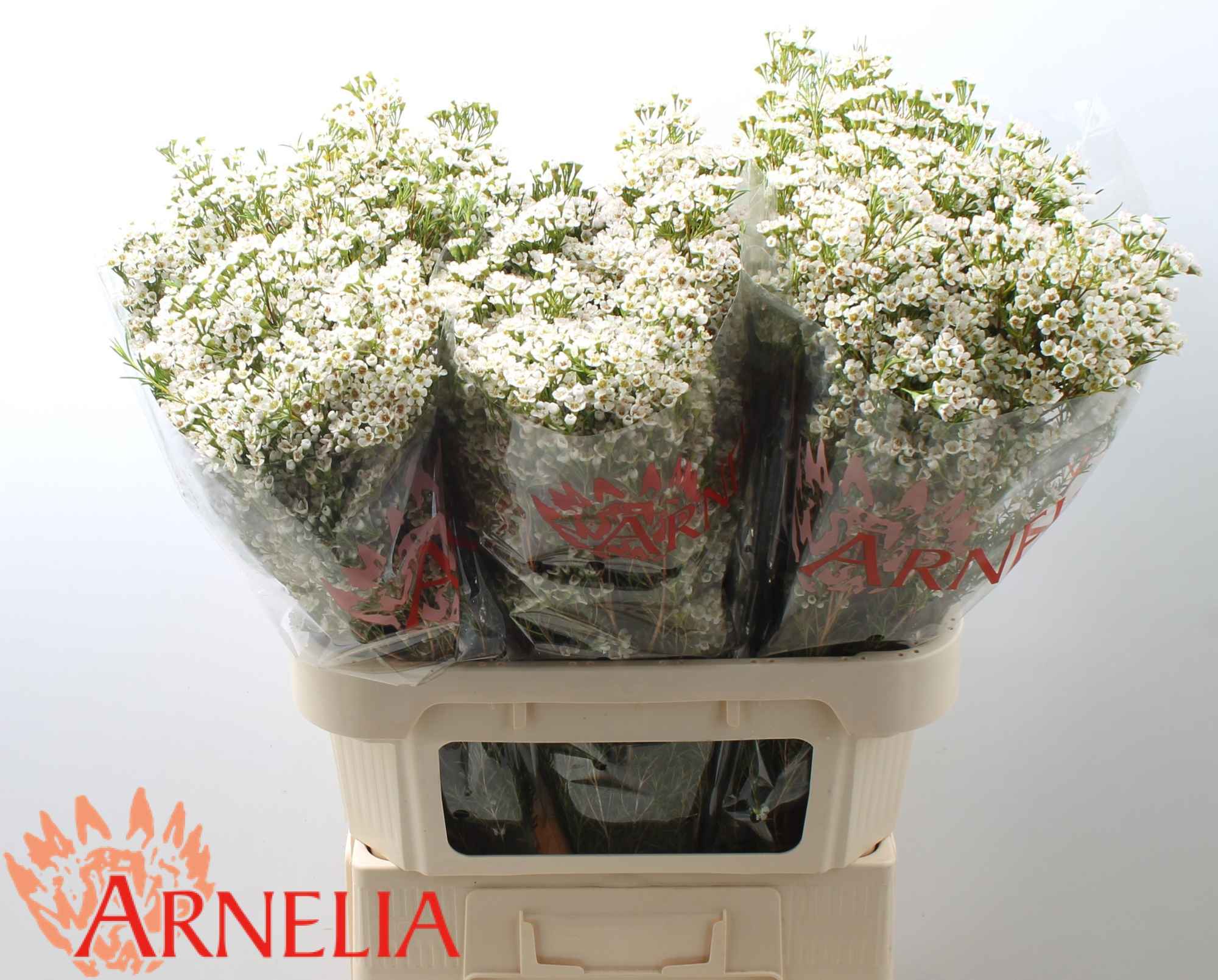 Шамелациум Перл Баттонс 80, шт.