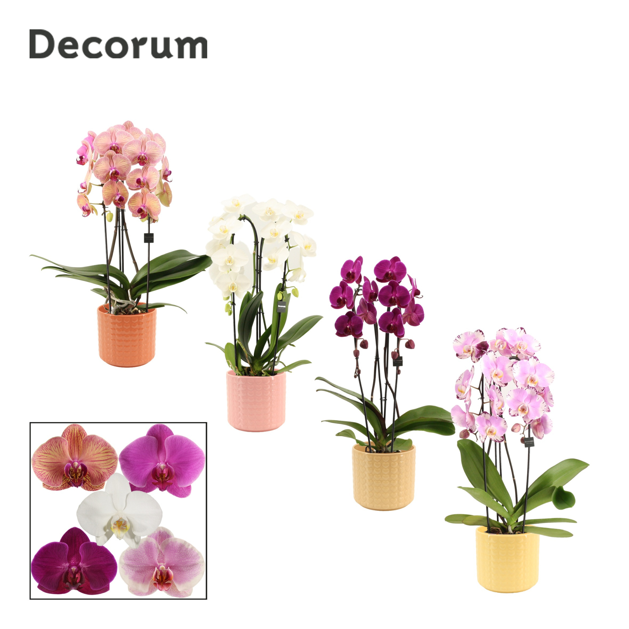 Phalaenopsis cascade 2 tak mix in Kaya (Sympathetic moods-collec, D 12 cm