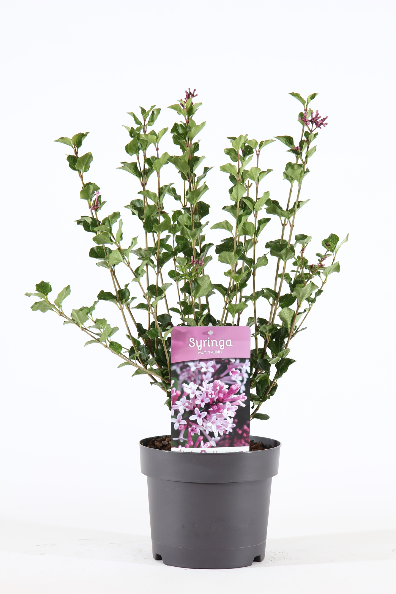 Syringa mey. 'Palibin' P19/C3, D 19 cm