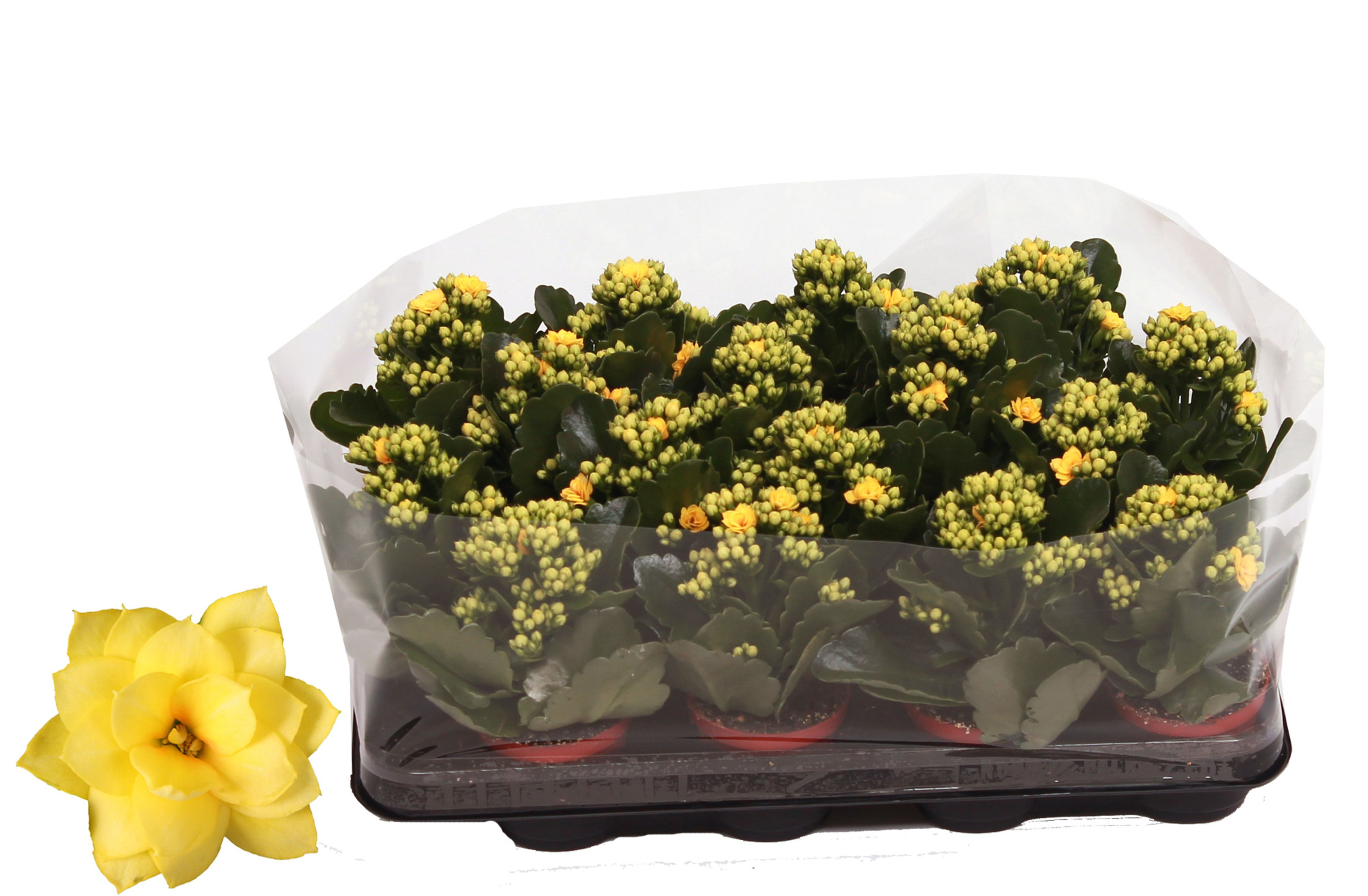 Kalanchoe Rosalina 07cm Don Amarillo geel, Trayfolie, D 7