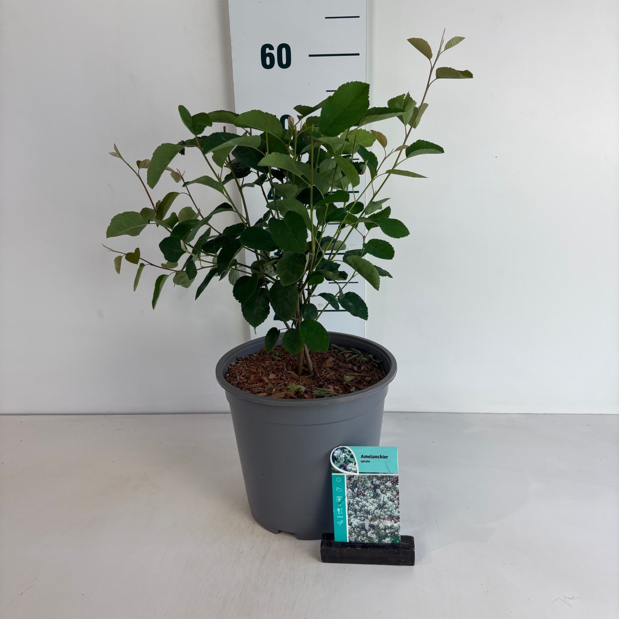 Amelanchier Spicata, D 24 cm