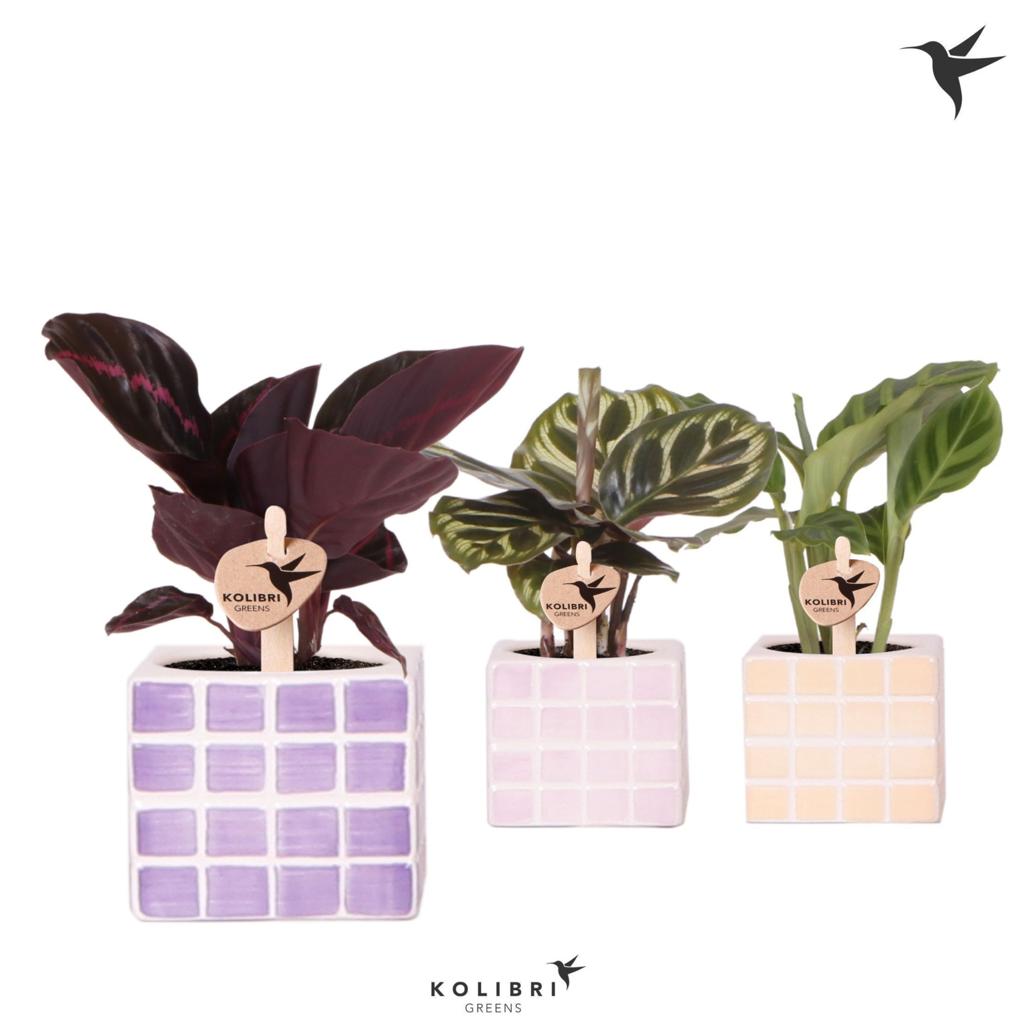 Kolibri Greens Calathea mix in Mosa pot pink mix, D 6 cm