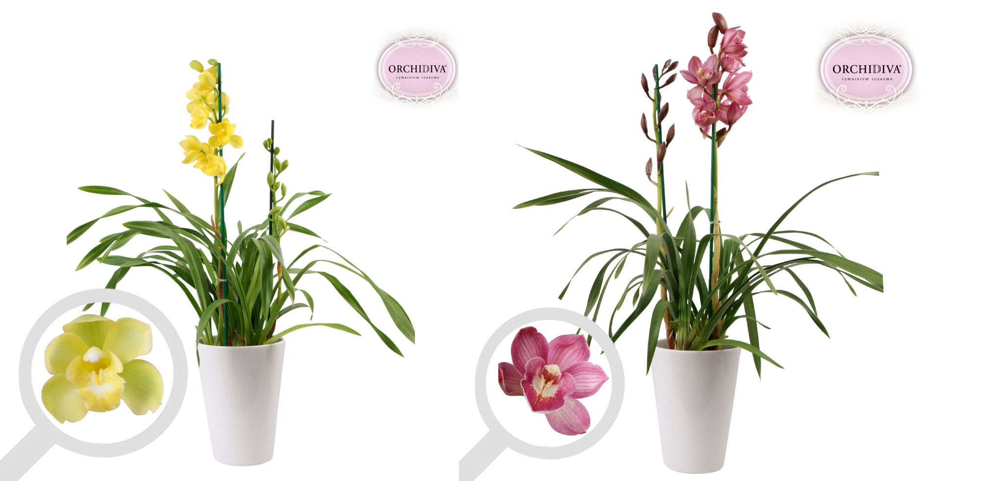 Cymbidium 2tak mix keramiek wit, D 17