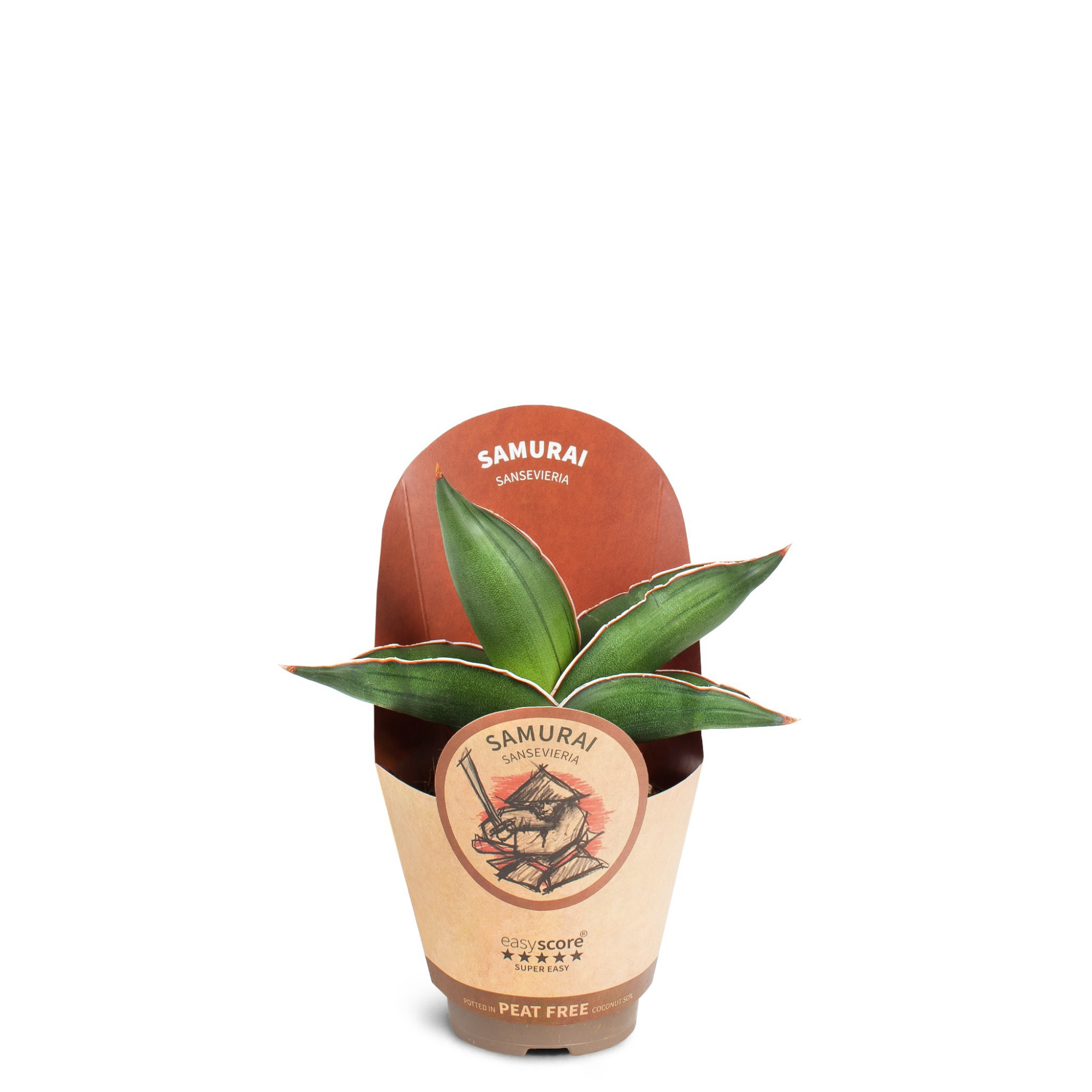 Sansevieria ´Samurai´, D 9