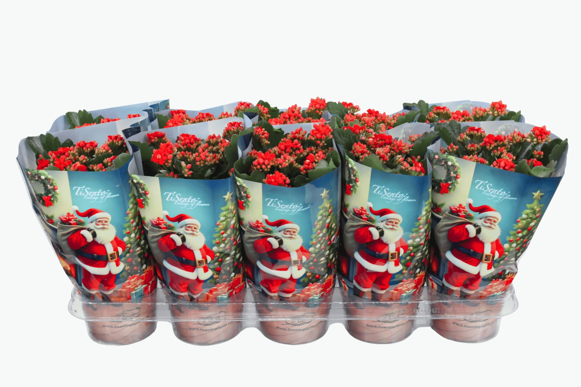 Calandiva rood 12 cm The Christmas wish, D 12 cm