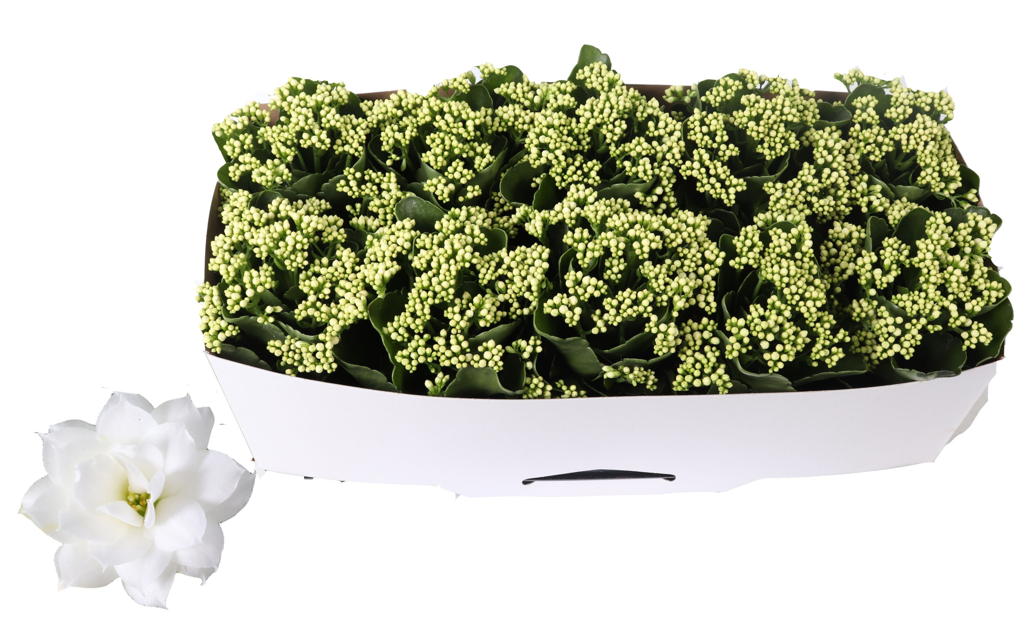 Kalanchoe Rosalina 12cm Don Dione wit, Traykraag, D 12