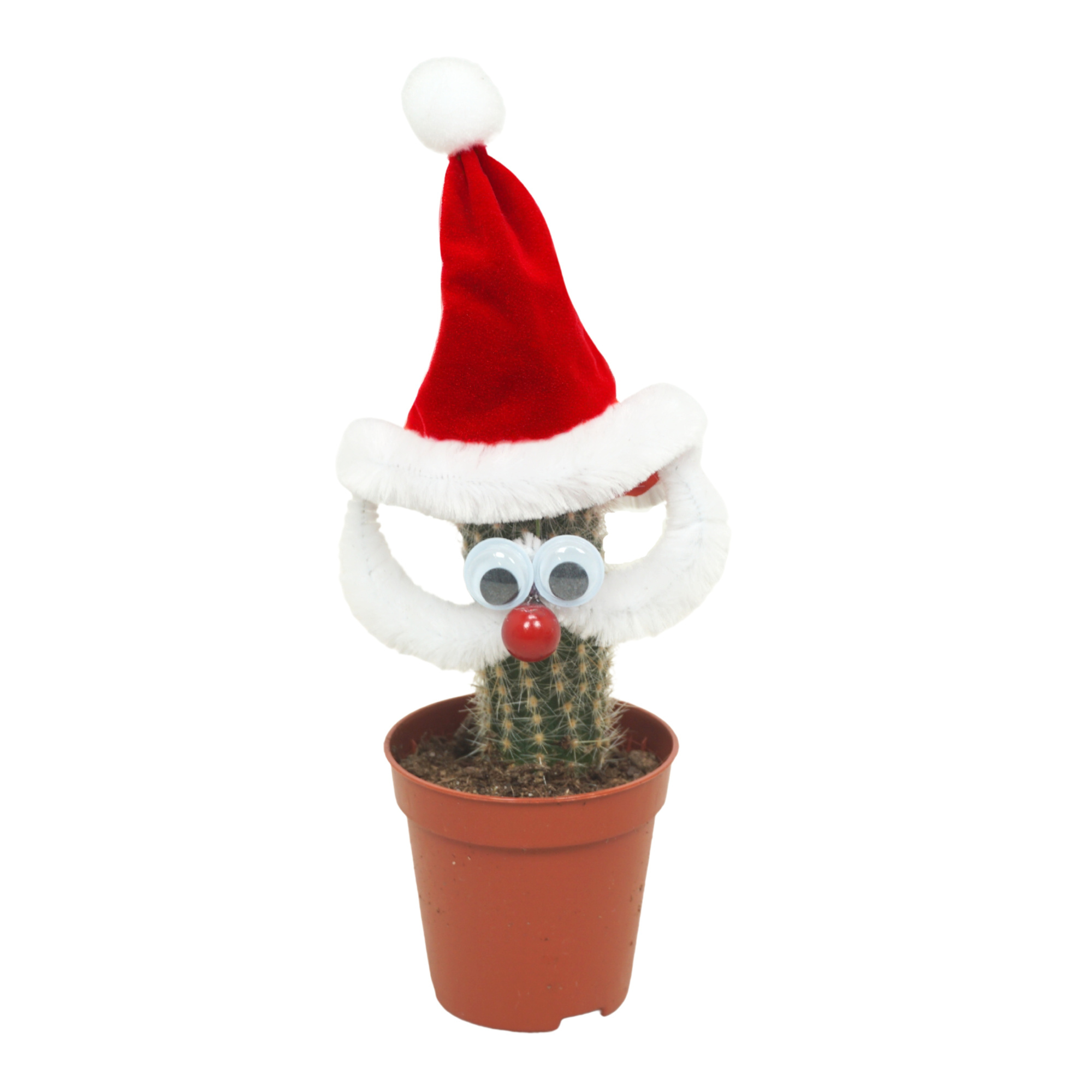 Kerstman cactus 5,5 cm, D 5,5 cm