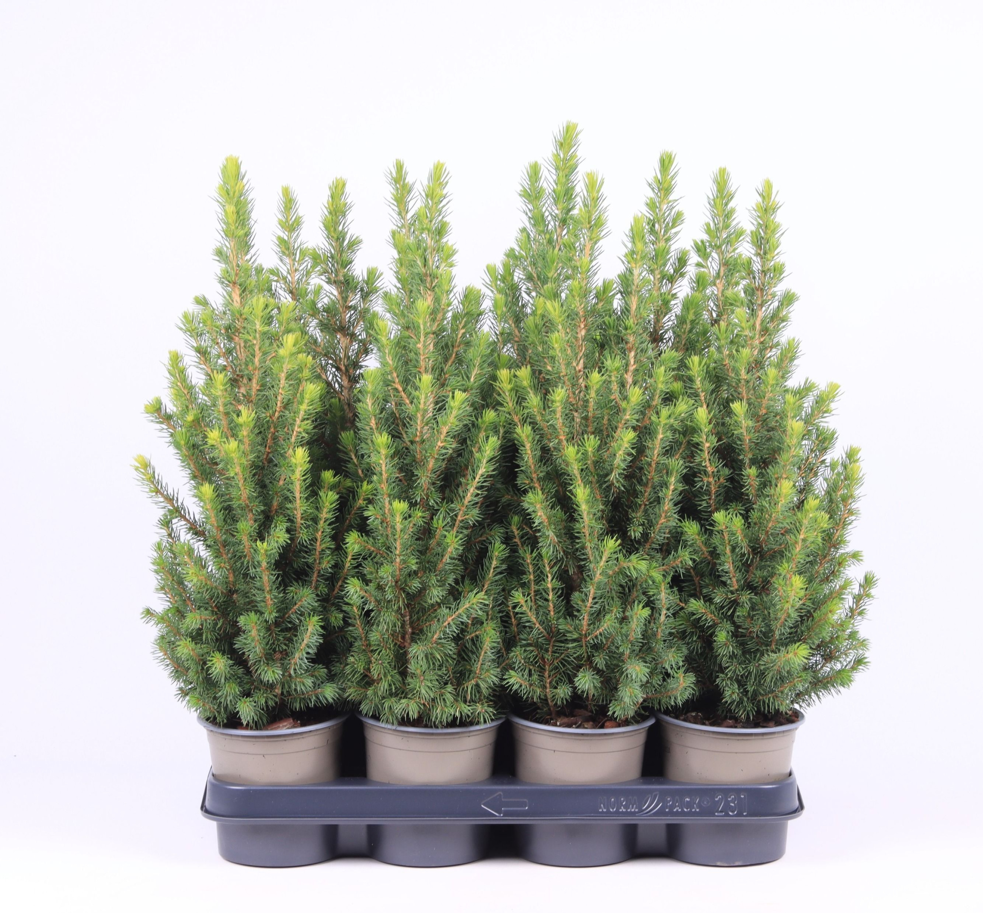 Picea glauca 'Conica', D 11 cm
