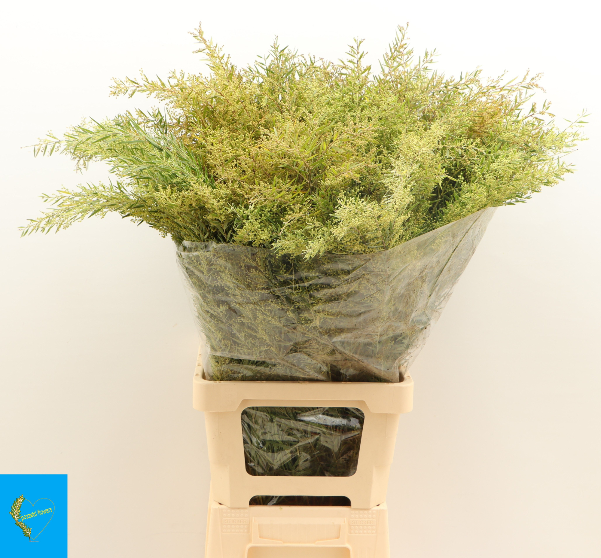 Мимоза Клэр де Лун за пучок 75, пуч.