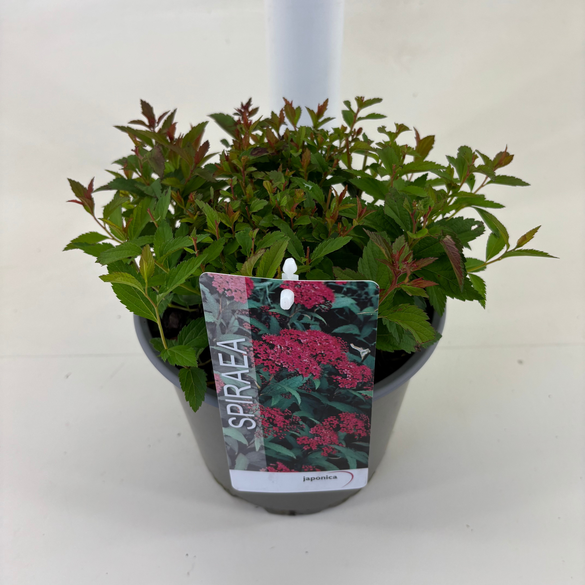 Spiraea japonica 'Anthony Waterer', D 19 cm