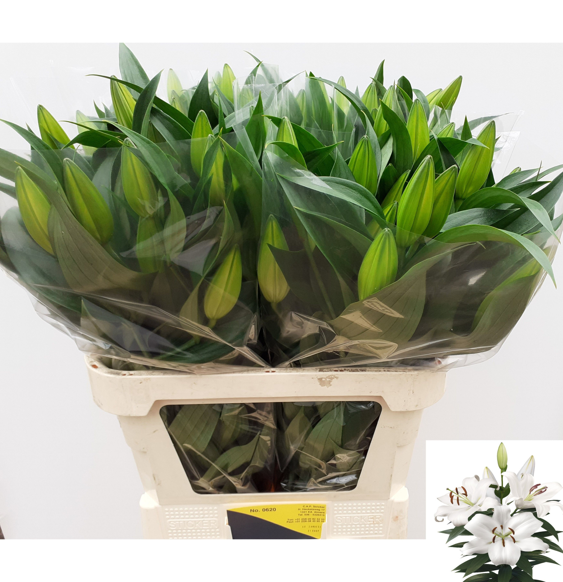 Лилия Замбези 85 (бел.), шт.