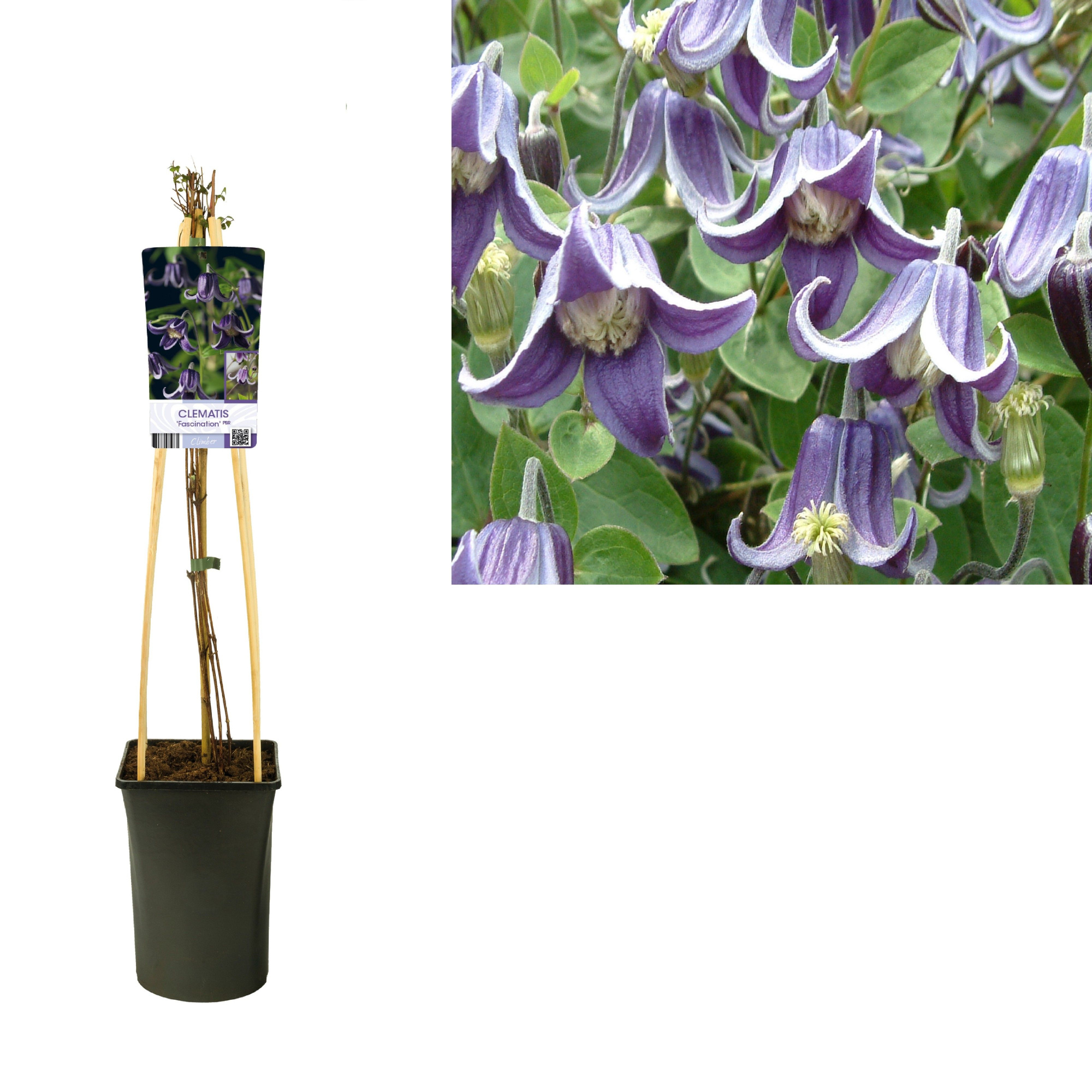 Clematis 'Fascination' PBR +light label, D 17 cm