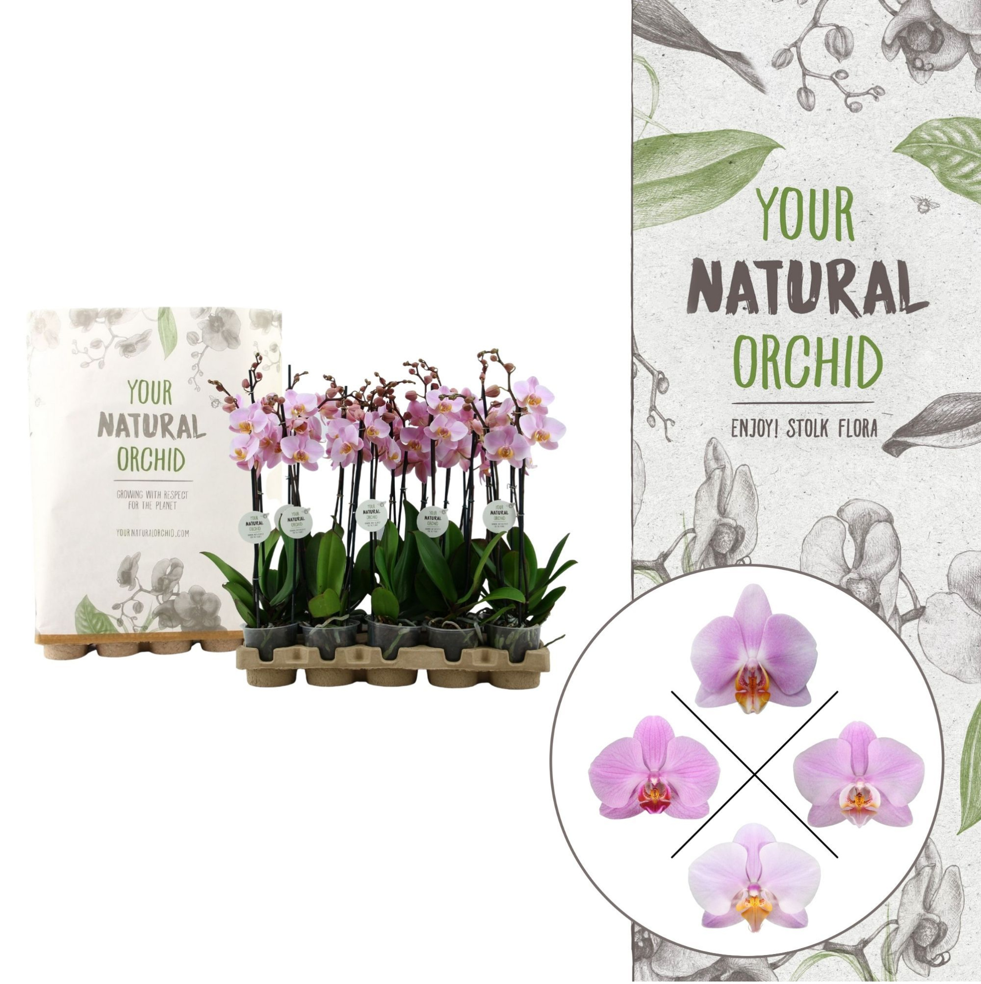 Your Natural Orchid | Eco Pink | Phalaenopsis 2 spike, D 12 cm