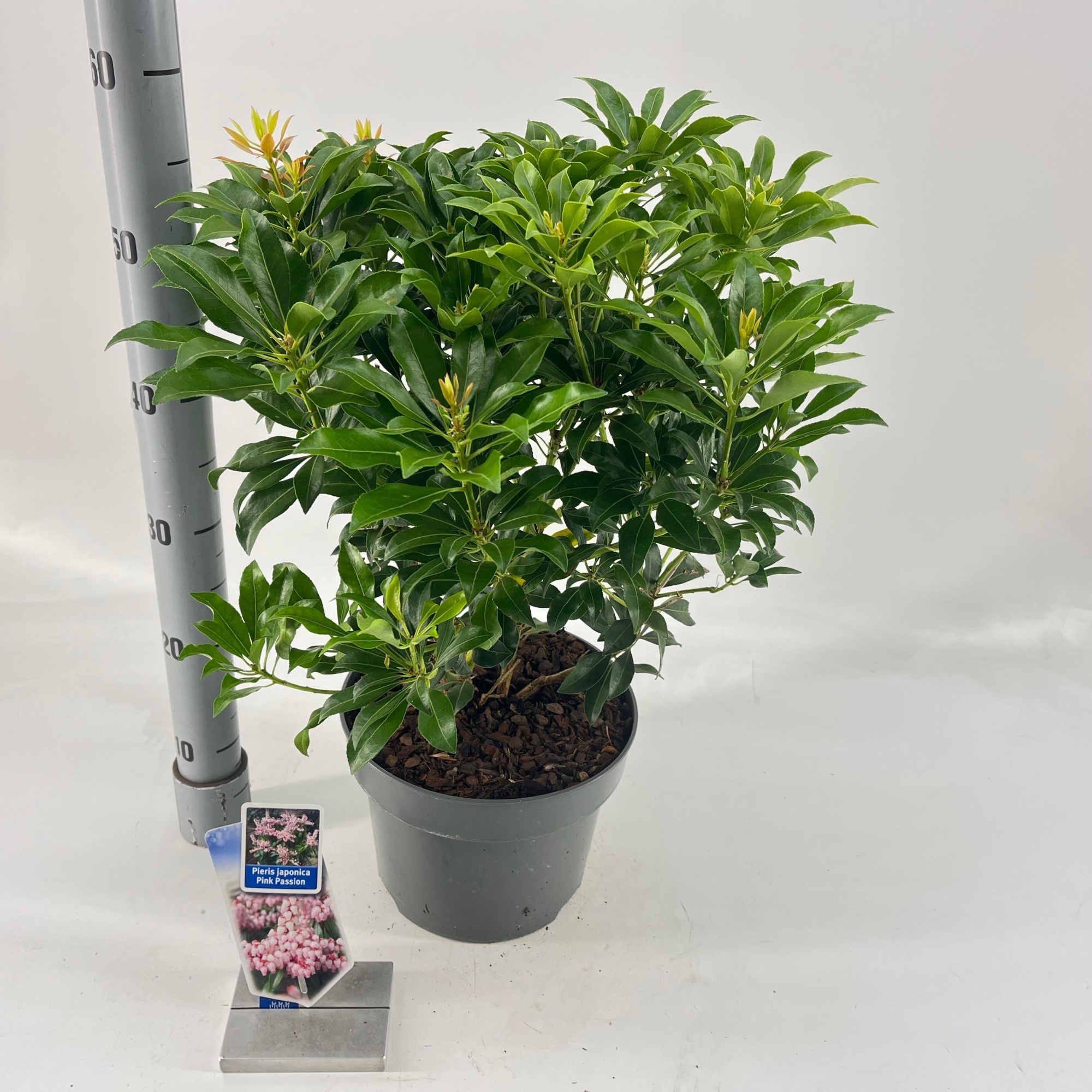 Pieris jap. Pink Passion ('Opstal 69'PBR), D 23 cm
