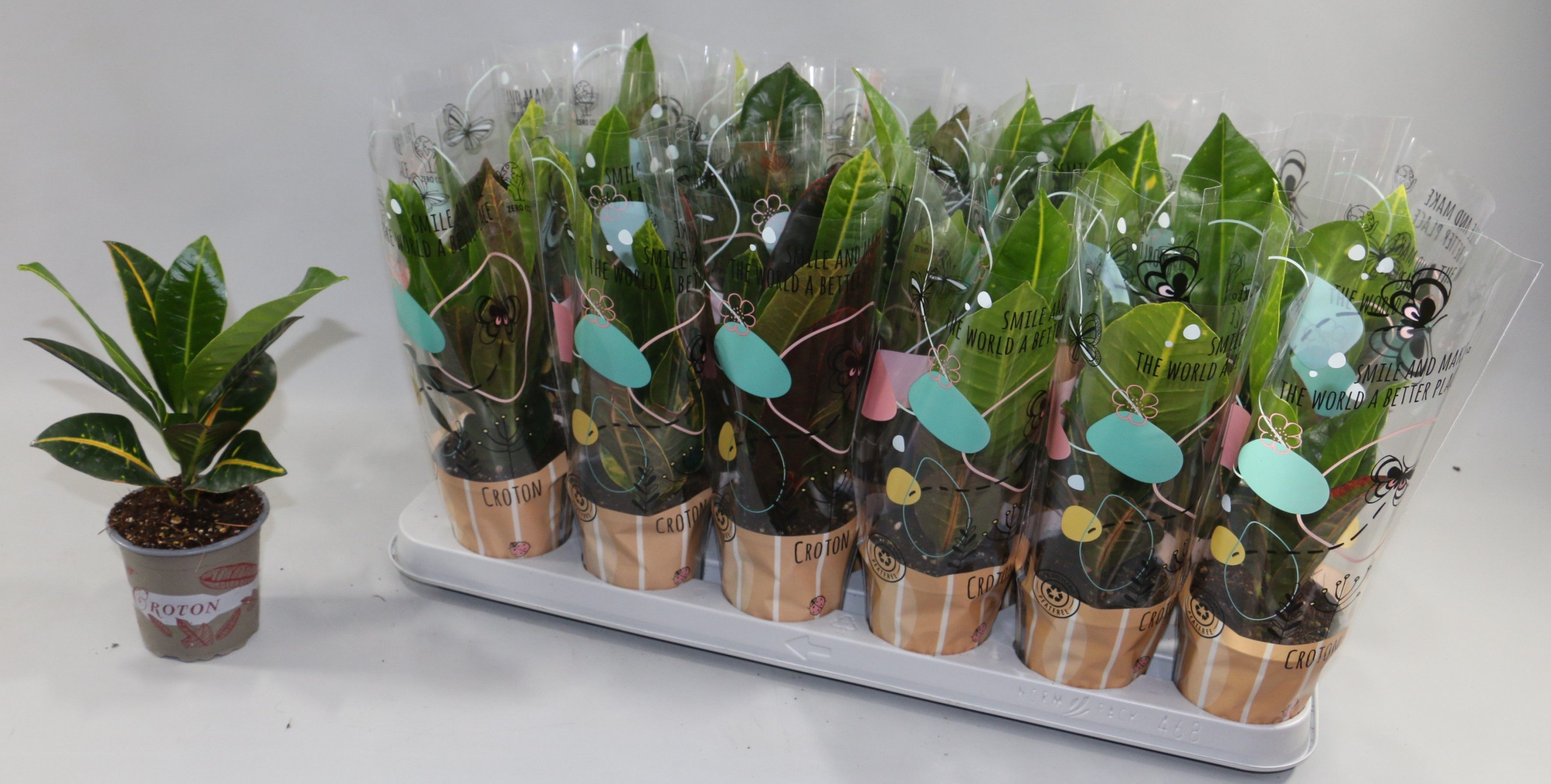 Croton Gemengd 9cm 2 soorten in Design Hoes, D 9