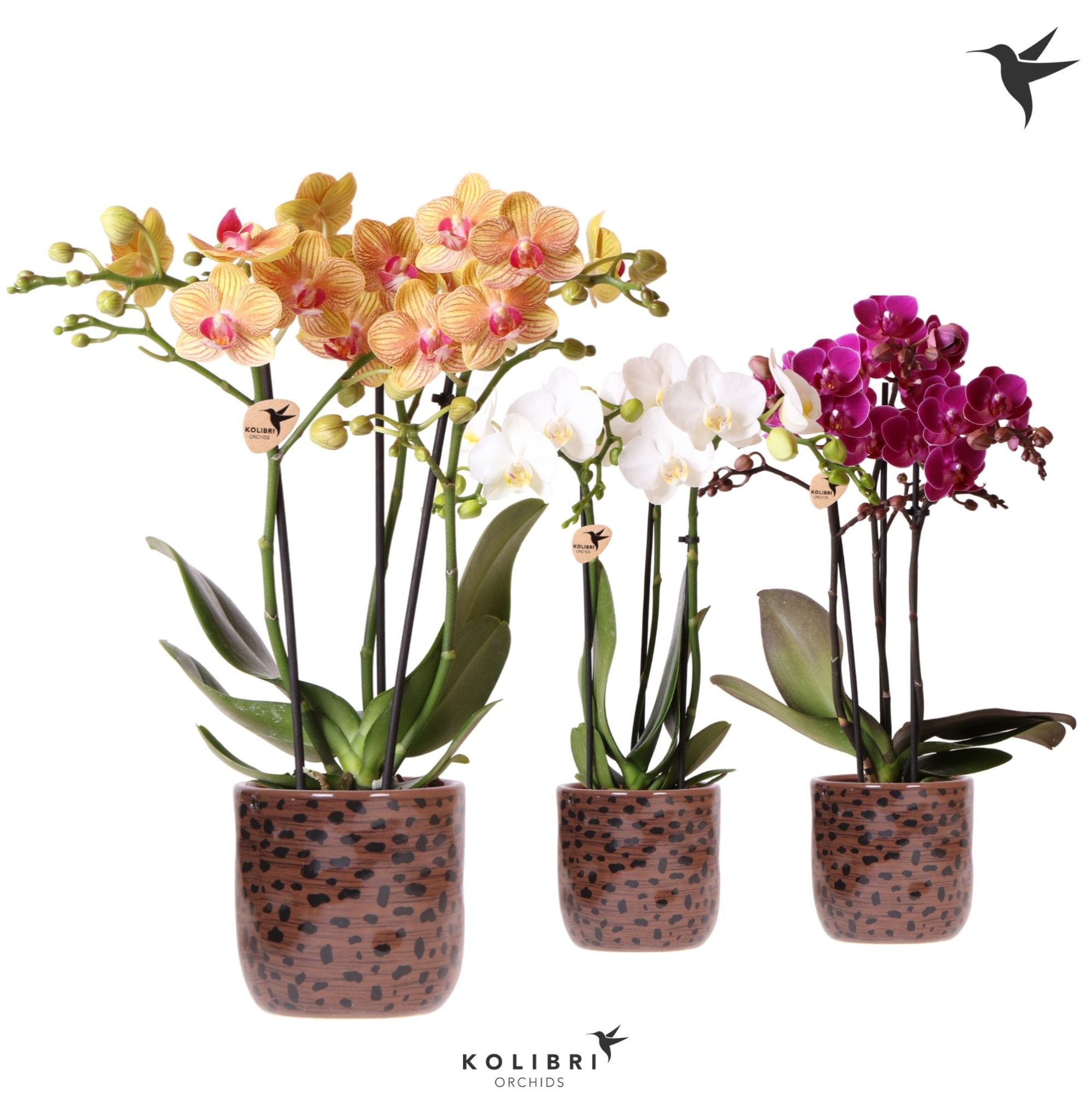 Kolibri Orchids Phalaenopsis mix 3 spike in Leopard pot, D 9