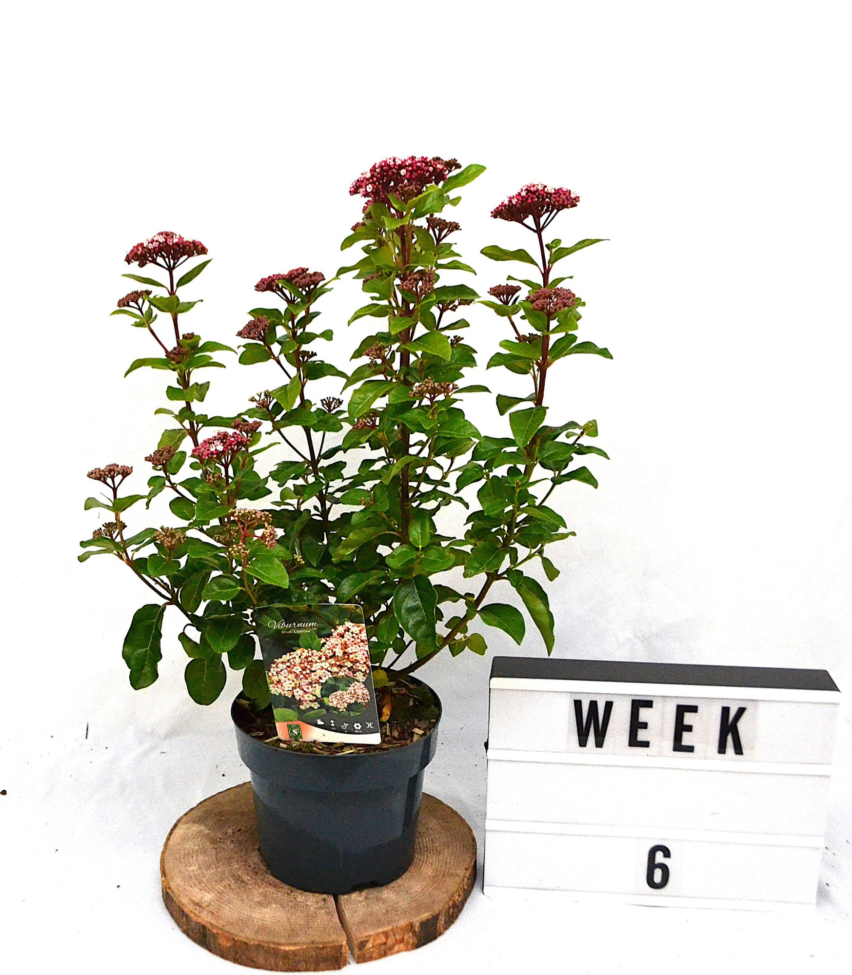 Viburnum Tinus Lisarosa C3, D 19