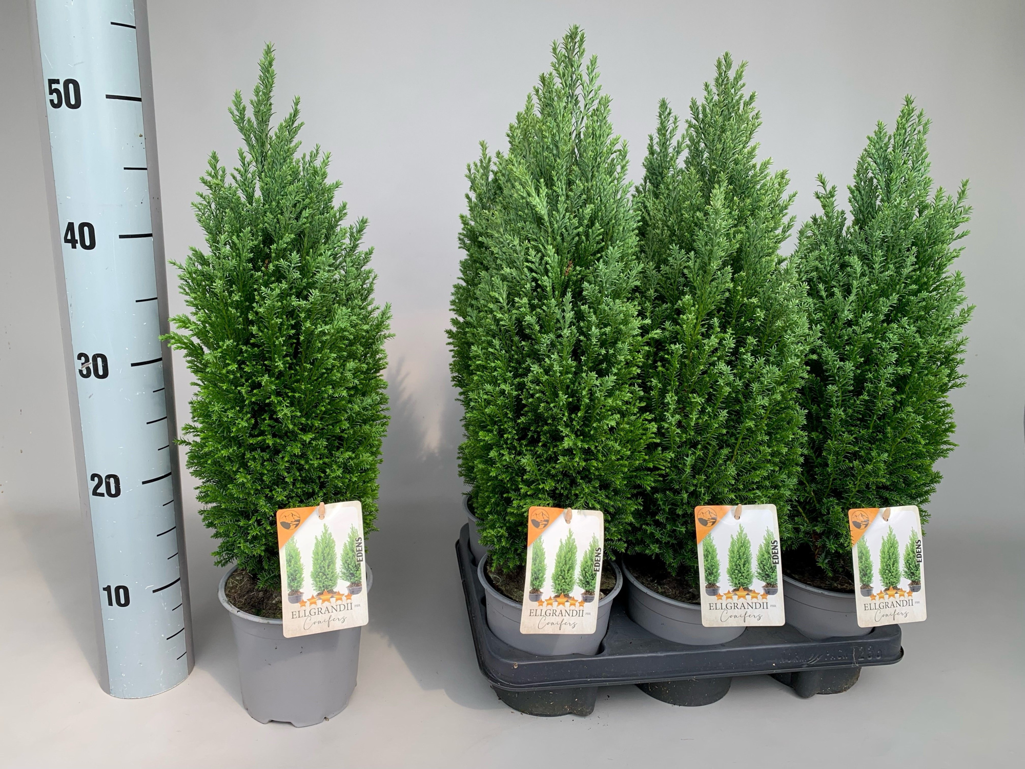 Chamaecyparis Lawsoniana Ellgrandii P13, D 13 cm