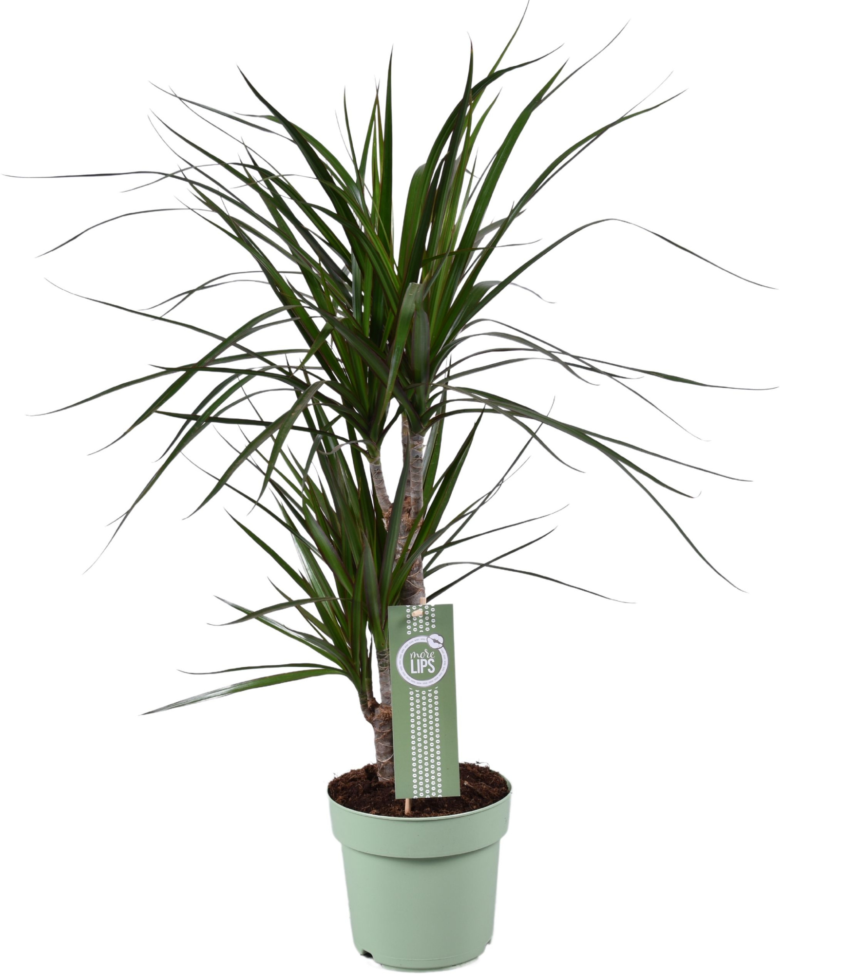 Dracaena Marginata 30-15 MoreLips, D 17 cm