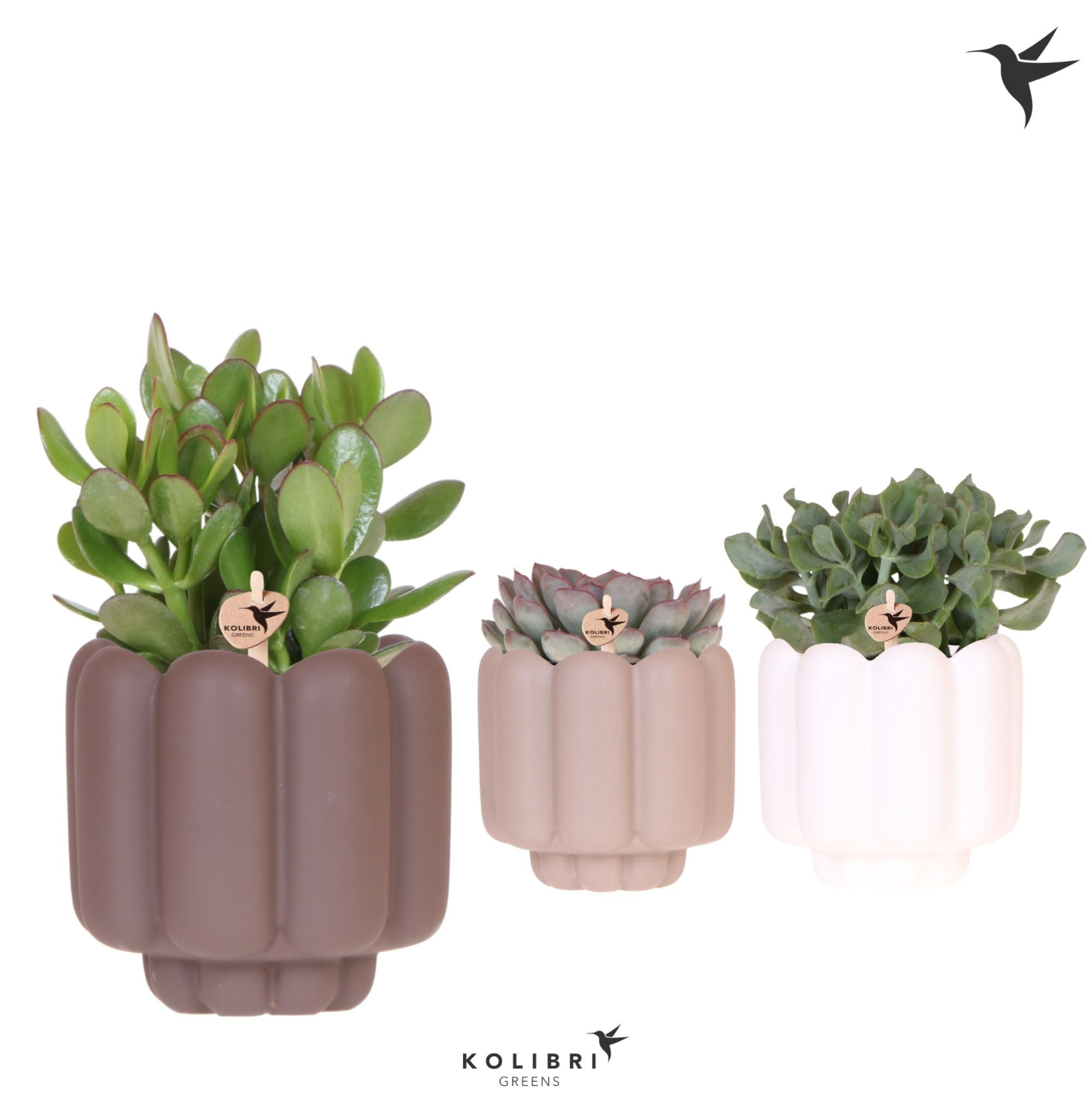 Kolibri Greens Succulenten mix in Retro pot sand mix, D 12 cm