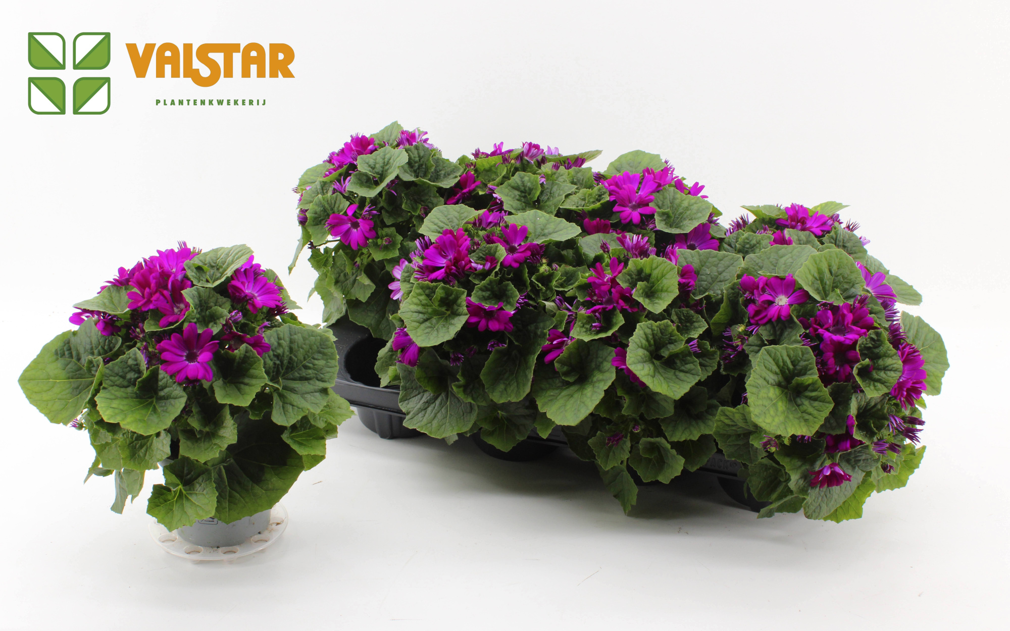 Pericallis Cruenta Senetti EPIC CERISE 12 cm, D 12