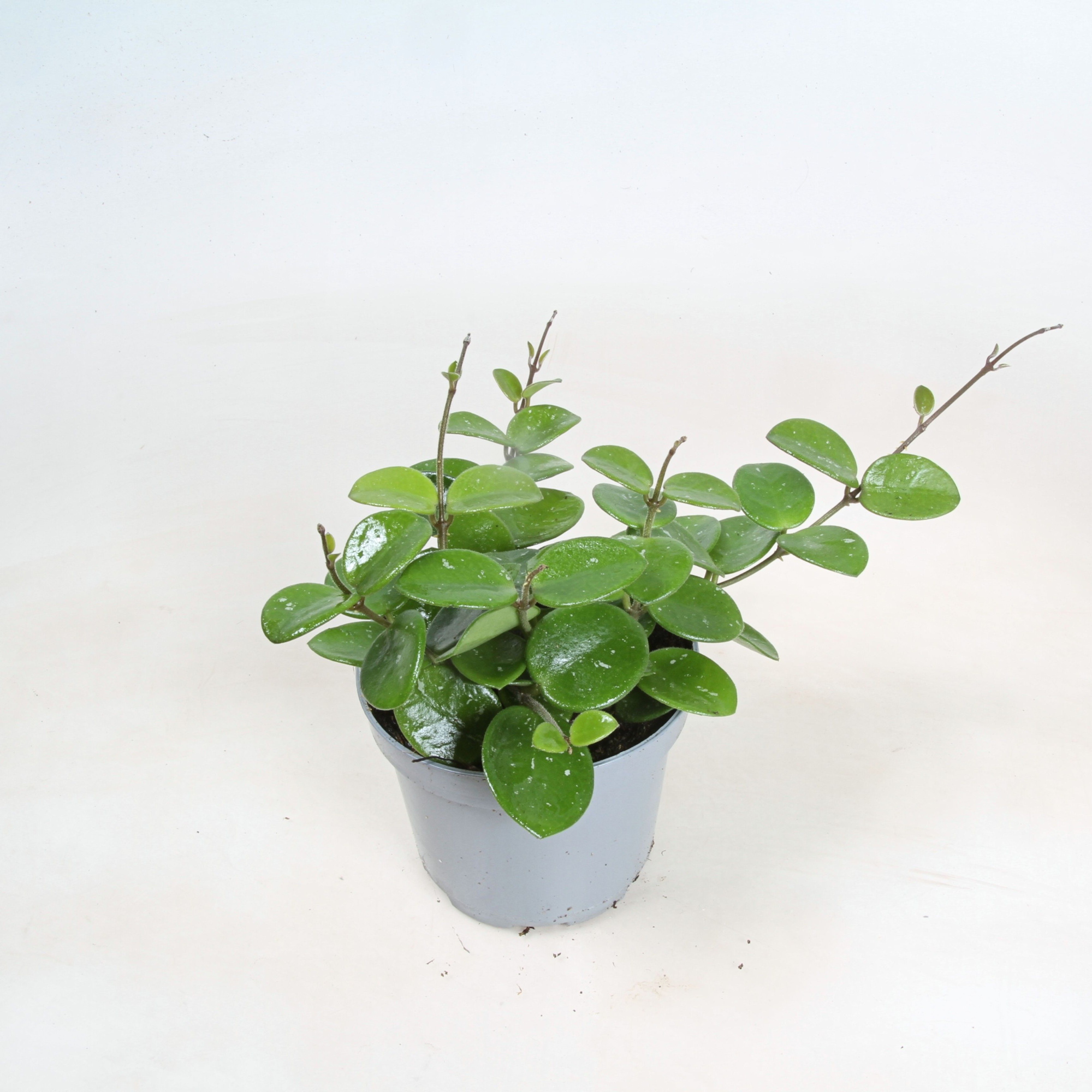 Hoya Serpens Mathilde 9 cm, D 9 cm