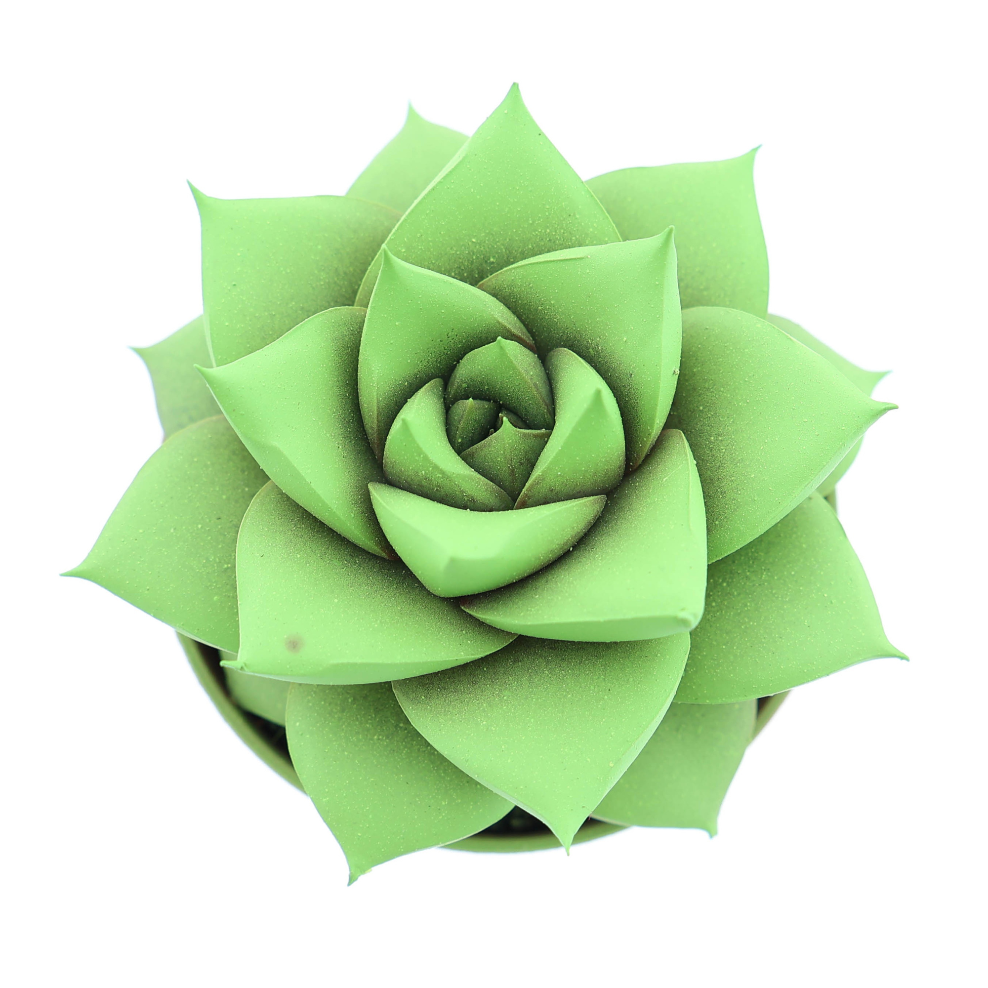 Rainbow purper bright green, D 5,5