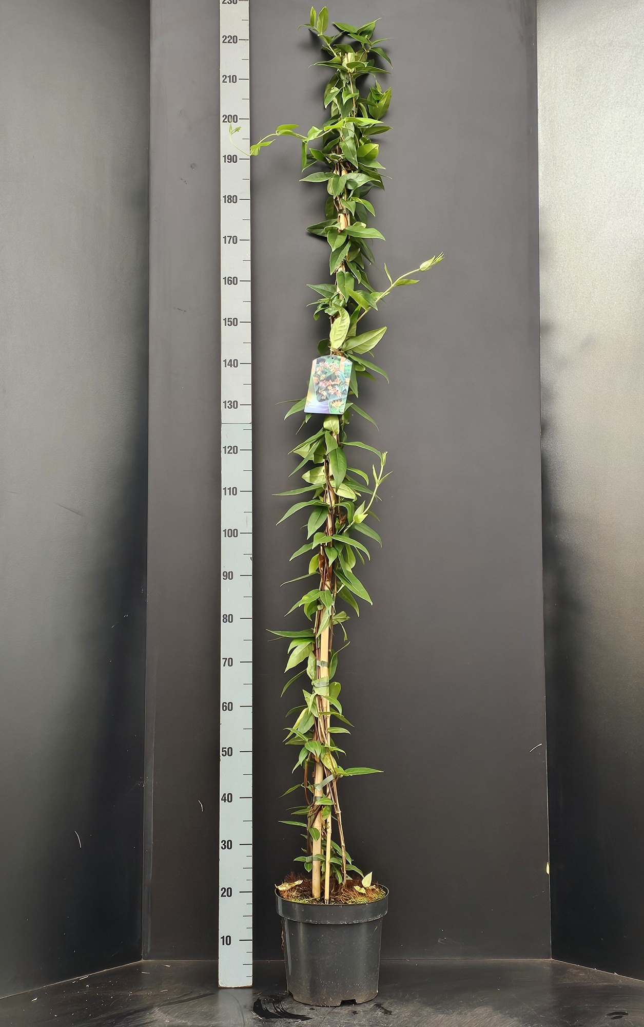 Lonicera Henryi, D 26 cm