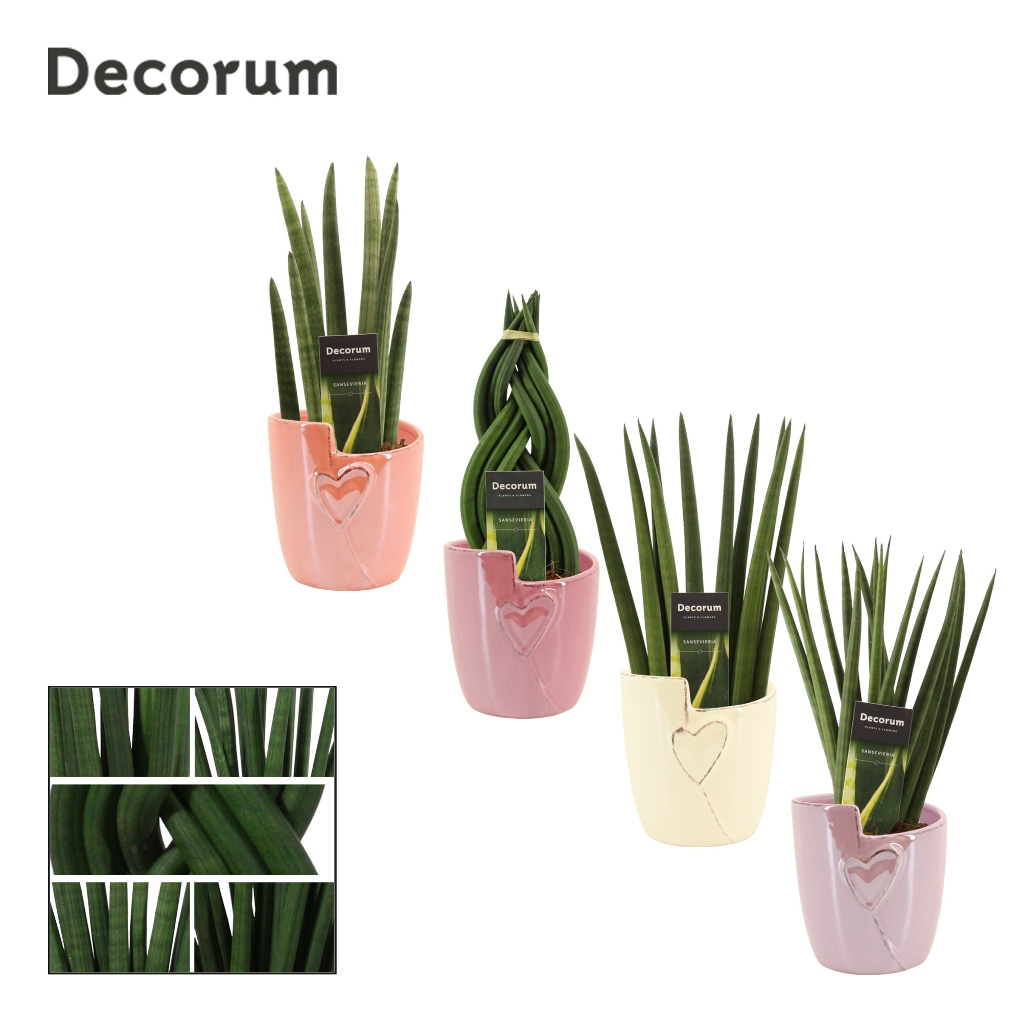 Sansevieria Cylindrica 12 cm Mix in Joa (Special moods -collect), D 12