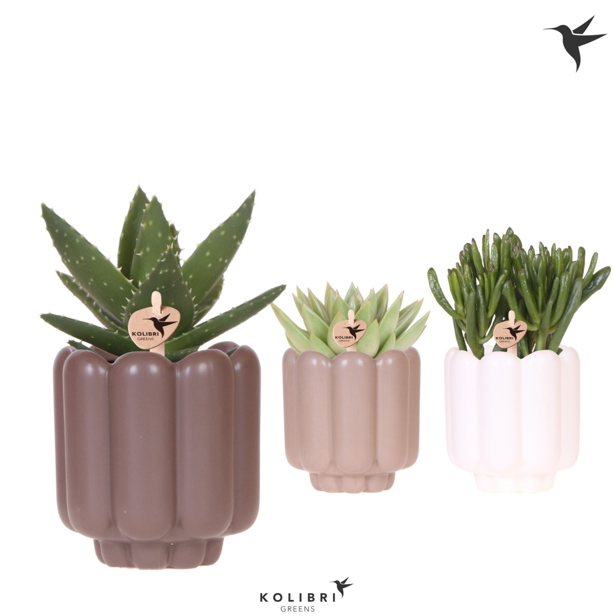 Kolibri Greens Succulenten mix in Retro pot sand mix, D 9