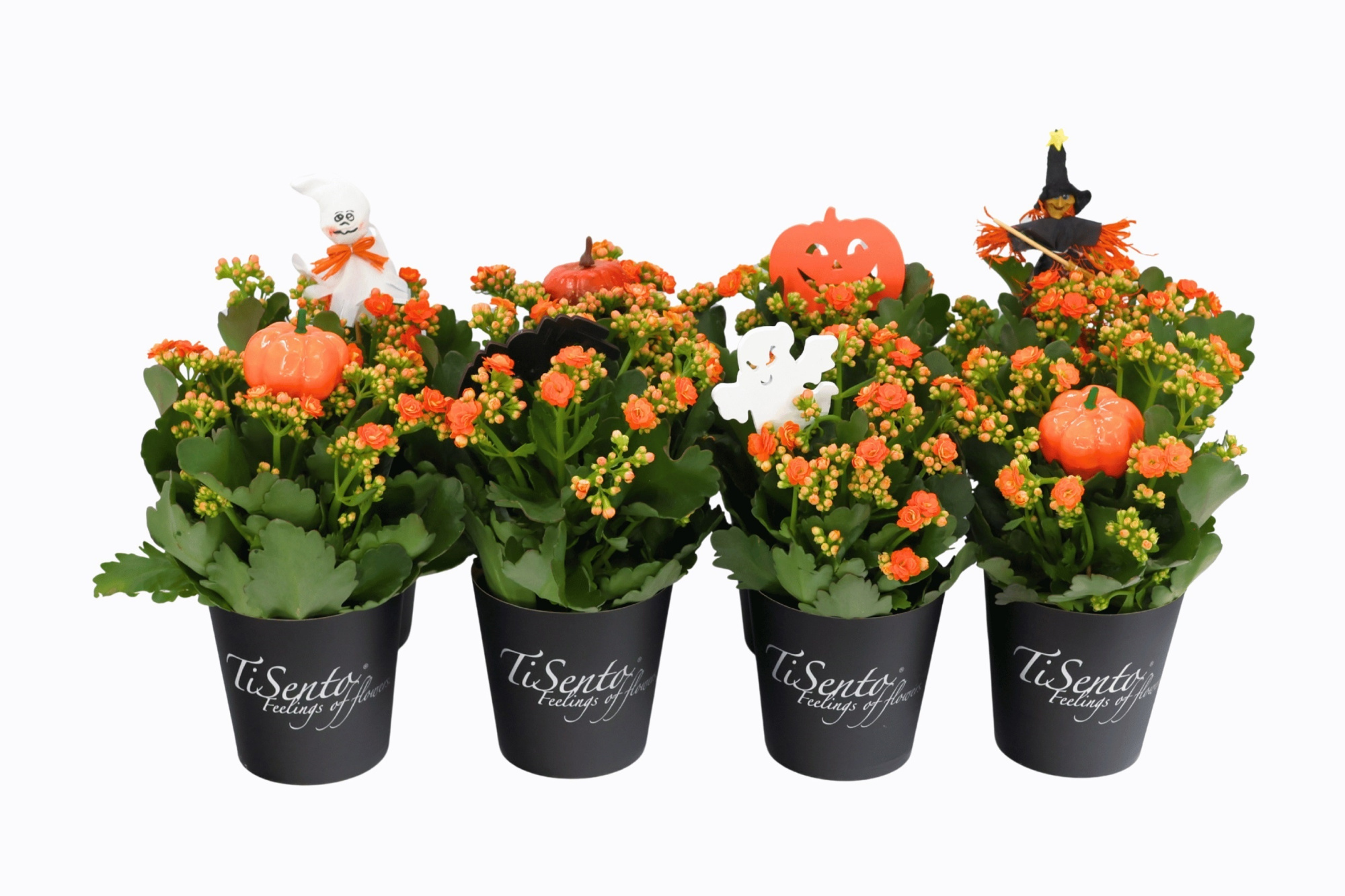 Calandiva 12 cm Oranje - zwarte Smartcup + Halloween Bijsteker, D 12