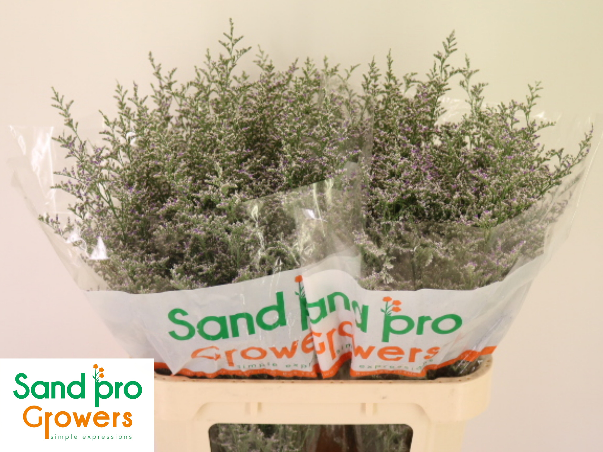 Лимониум Мисти Блю 90, шт.