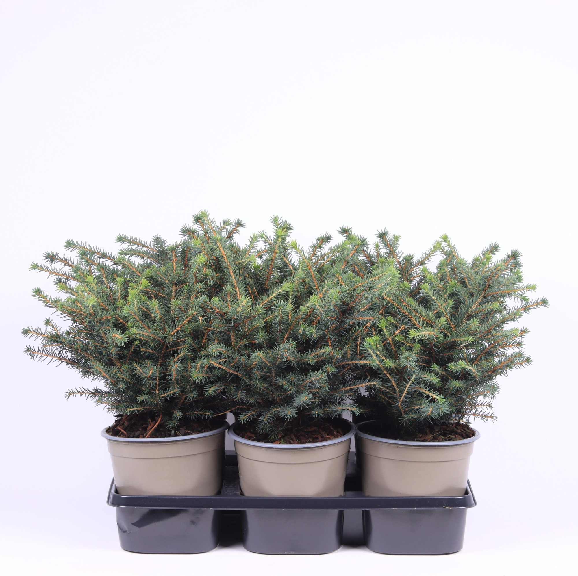 Picea omorika 'Karel', D 15 cm