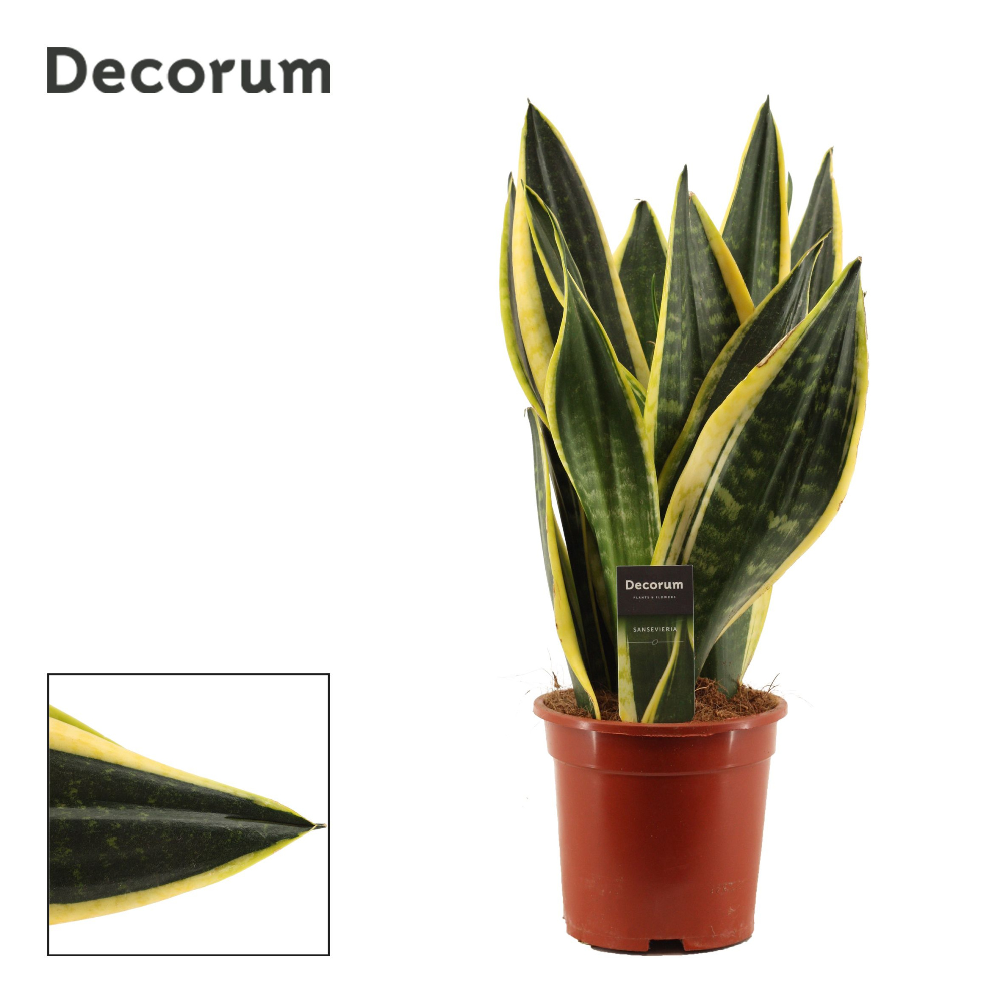 Sansevieria Night Shade 17 cm (Decorum), D 17
