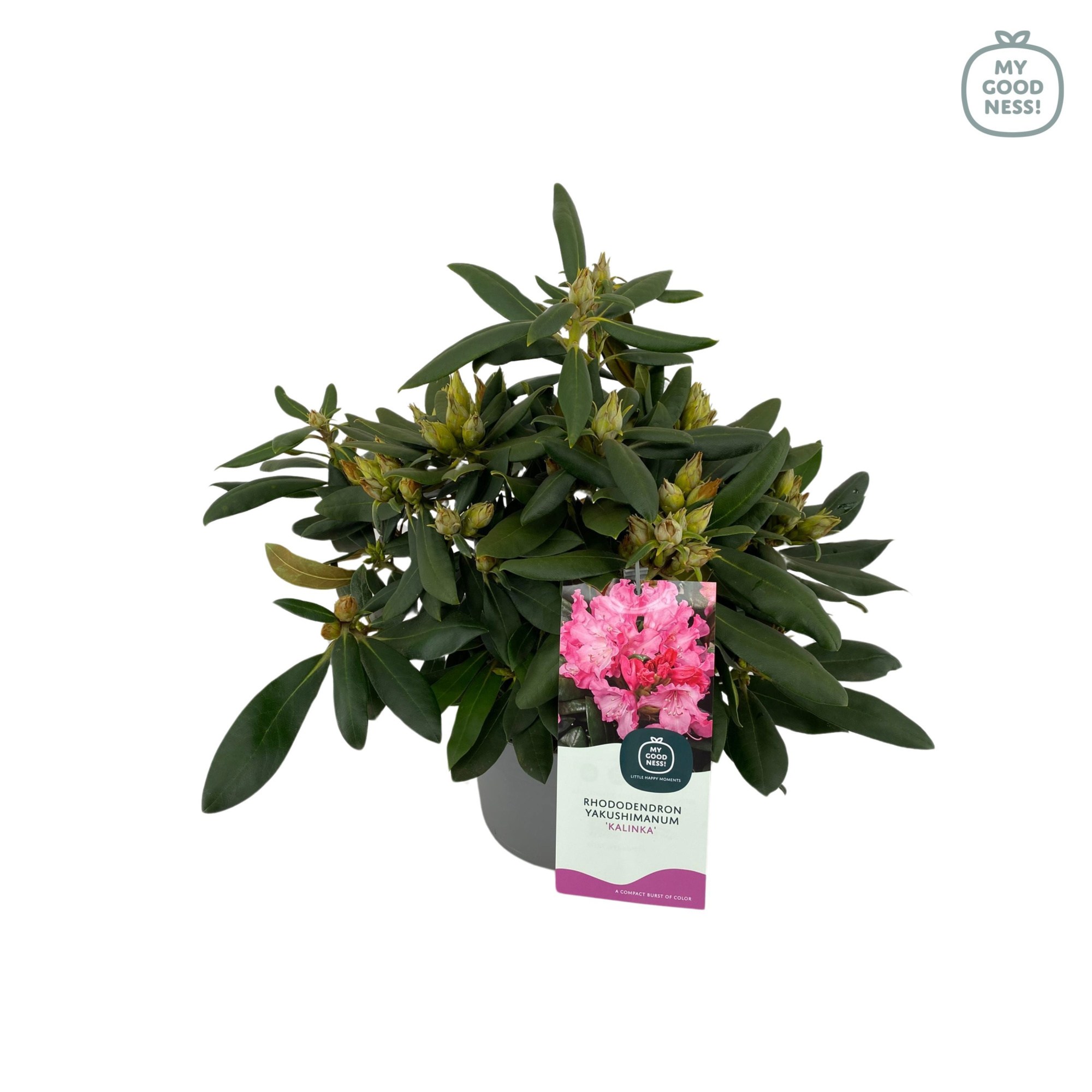 Rhododendron Yakushimanum 15-20 /1.5 liter 'Kalinka', D 15