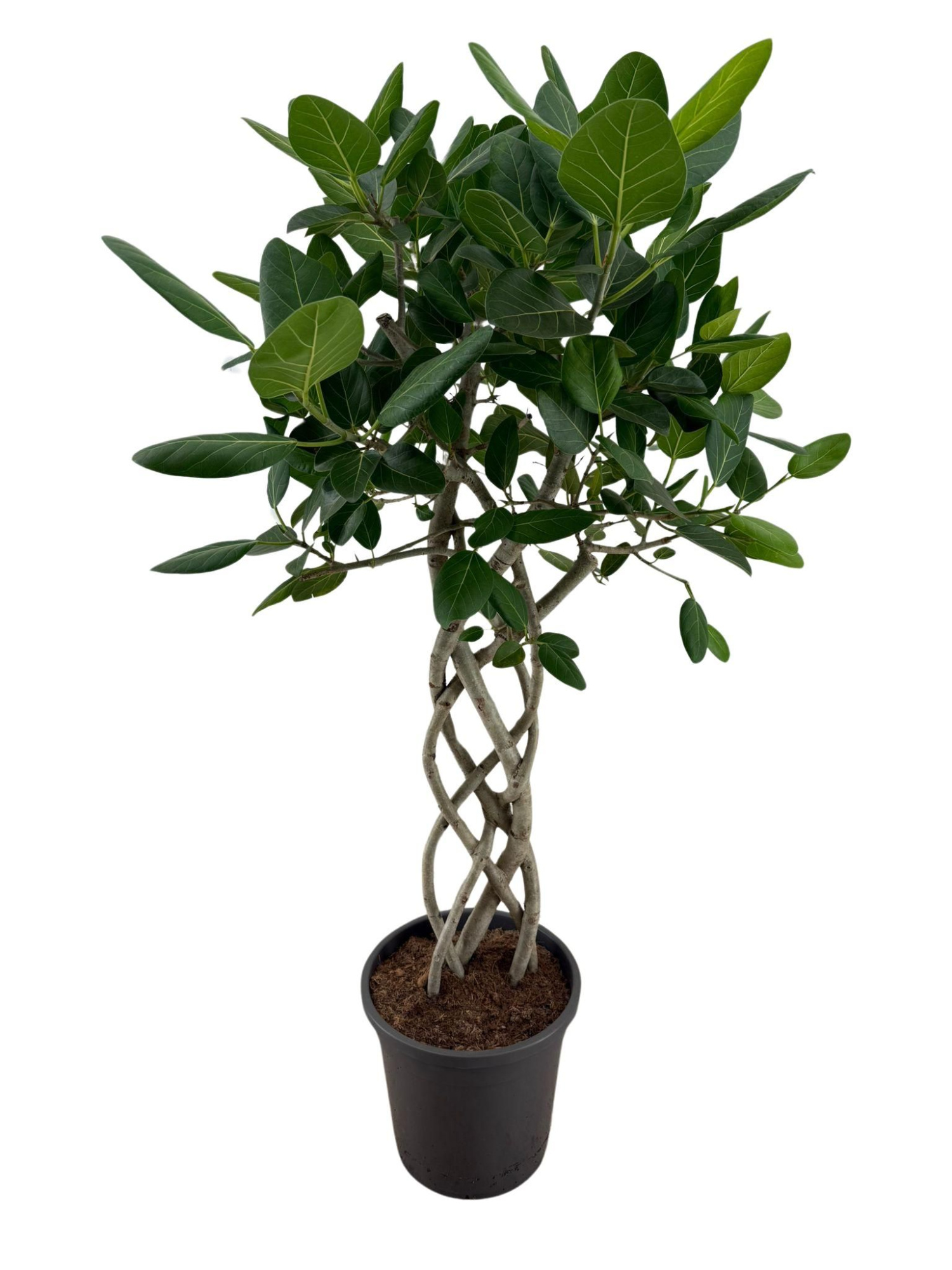 Ficus Benghalensis Audrey mat p31, D 31