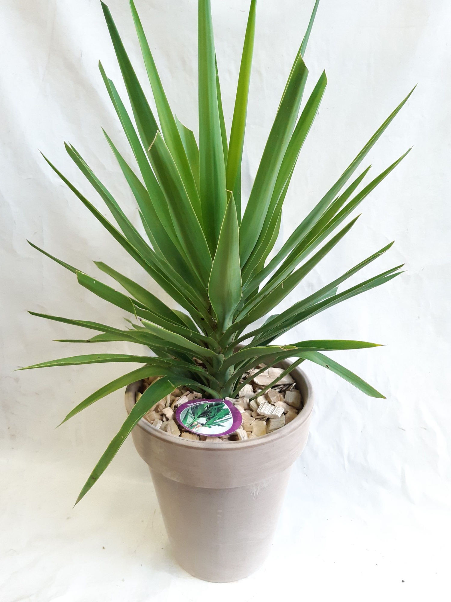 CLP31YE Yucca Elegance Terrasvaas D31, D 31 cm