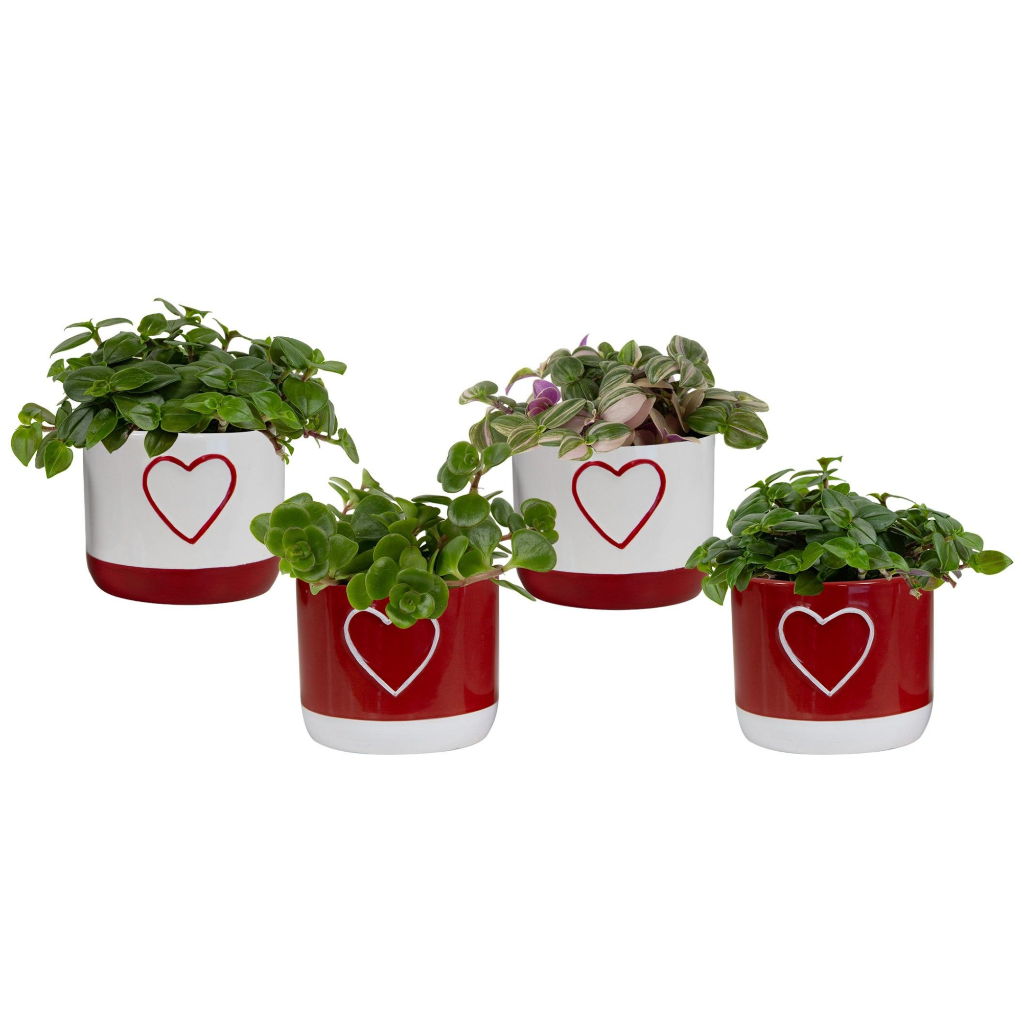 Darling with Compact Foliage, D 6