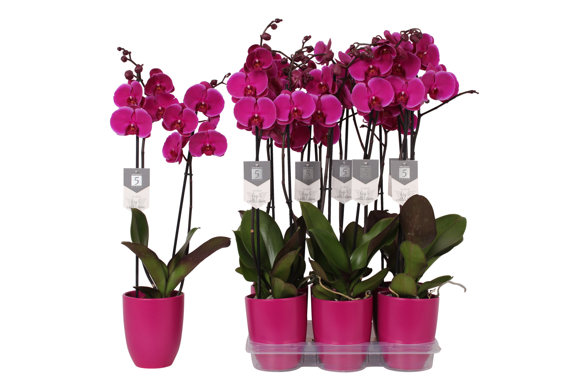 Phalaenopsis Johannesburg, 2-spike 18+ Purple Ceramics, D 12 cm