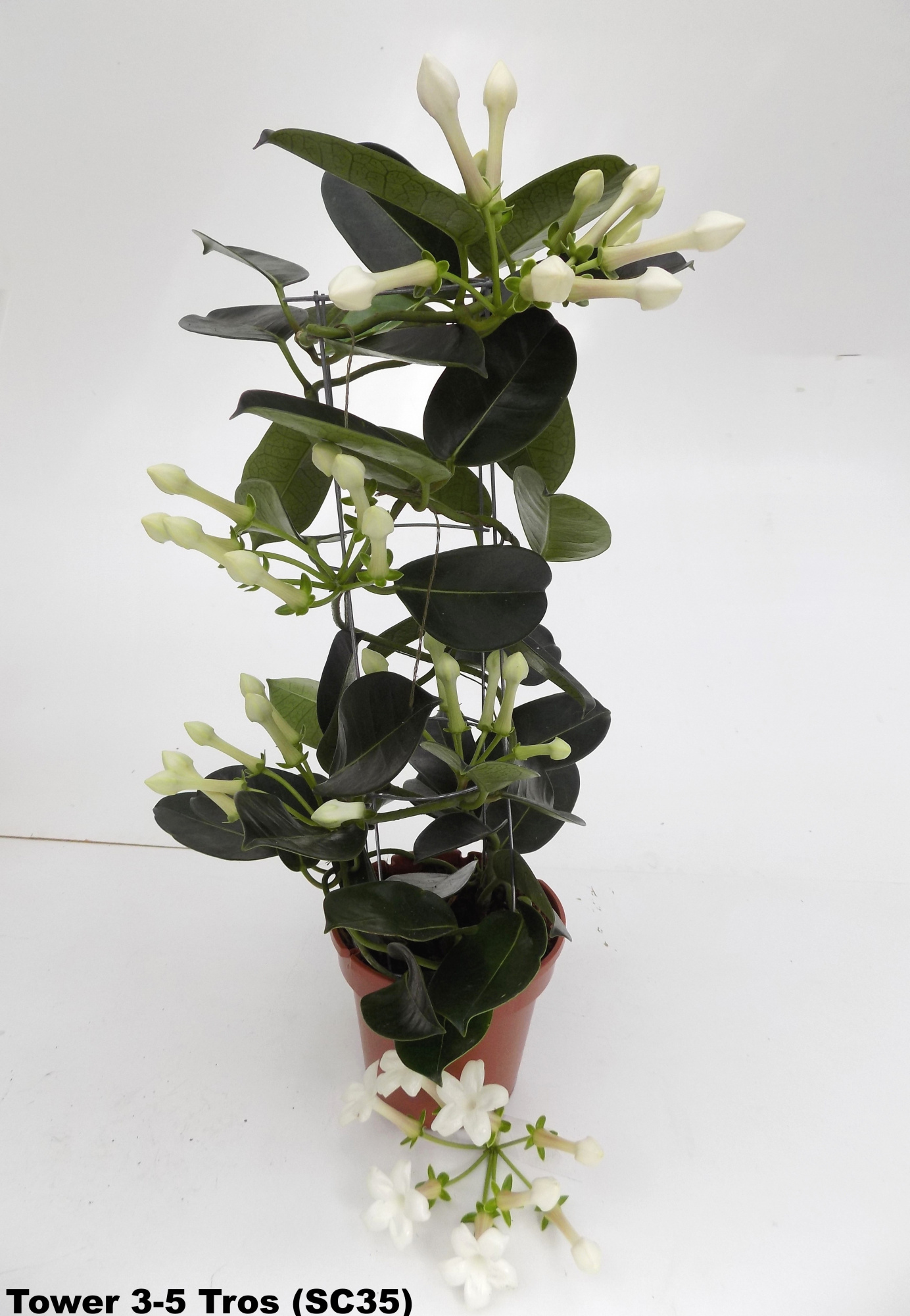 Stephanotis Luxe Tower 3-5, D 12
