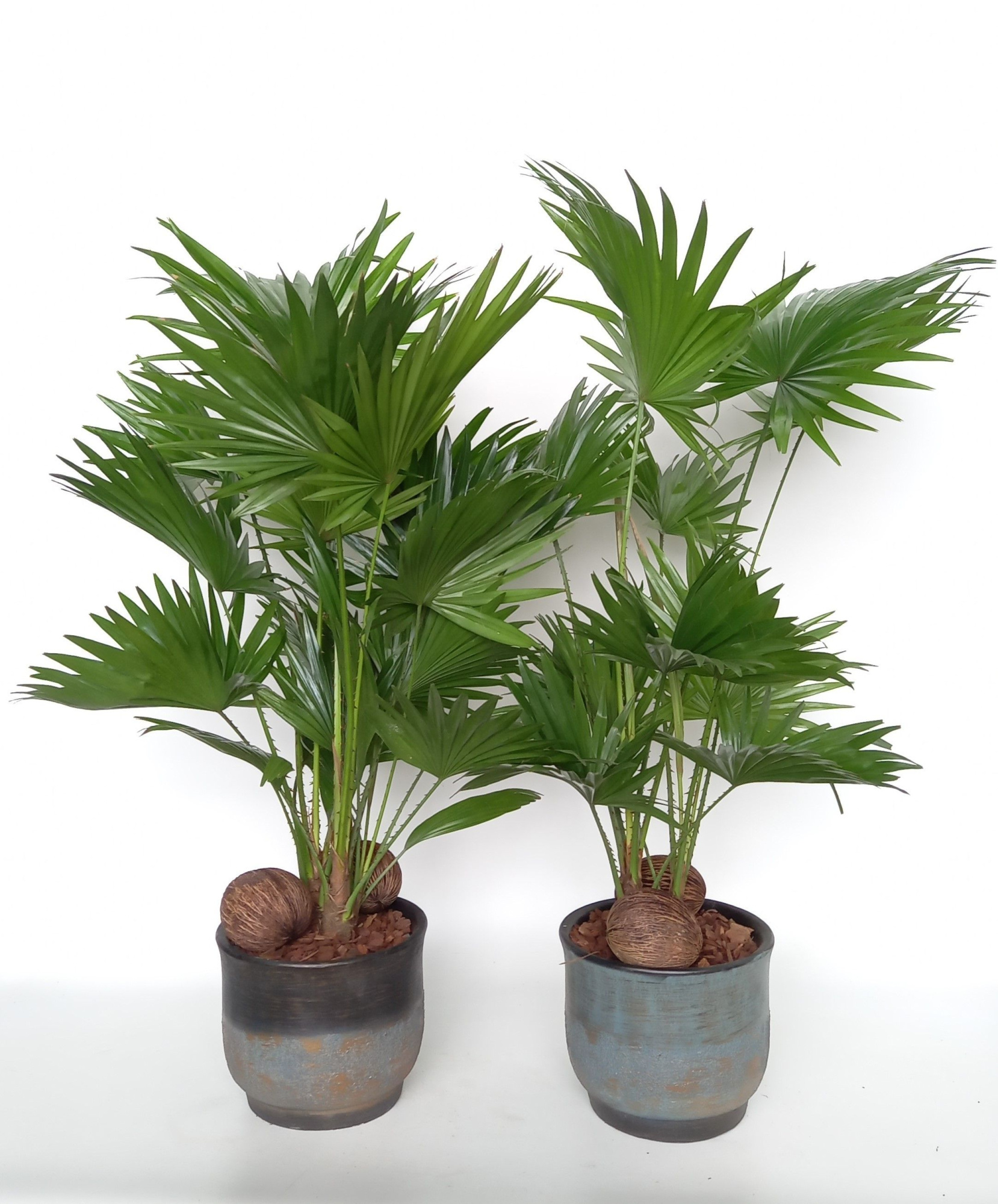 Livistona in Mace pot mix D 20 cm, D 20 cm